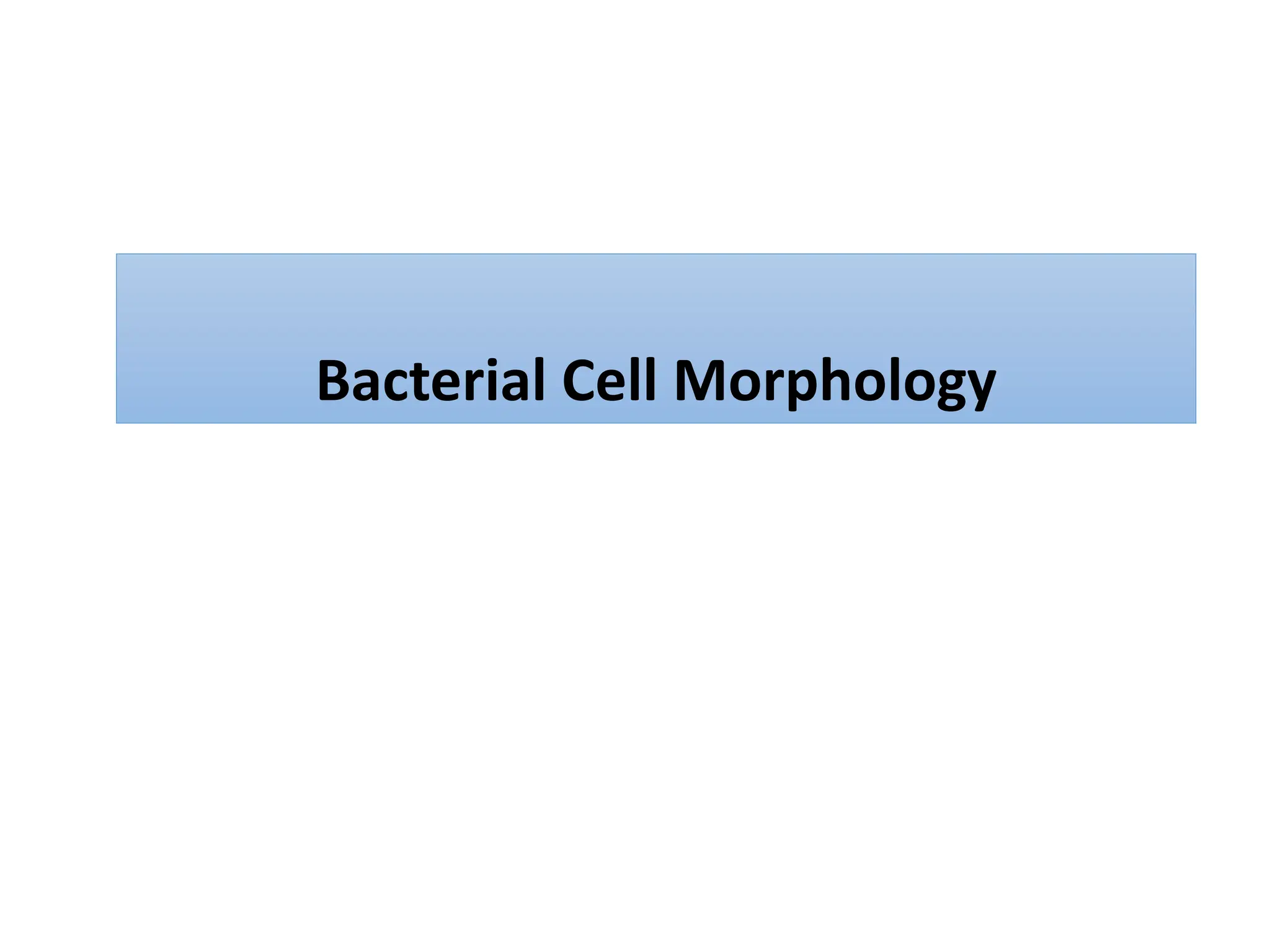 Bacterial Cell Morphology
 