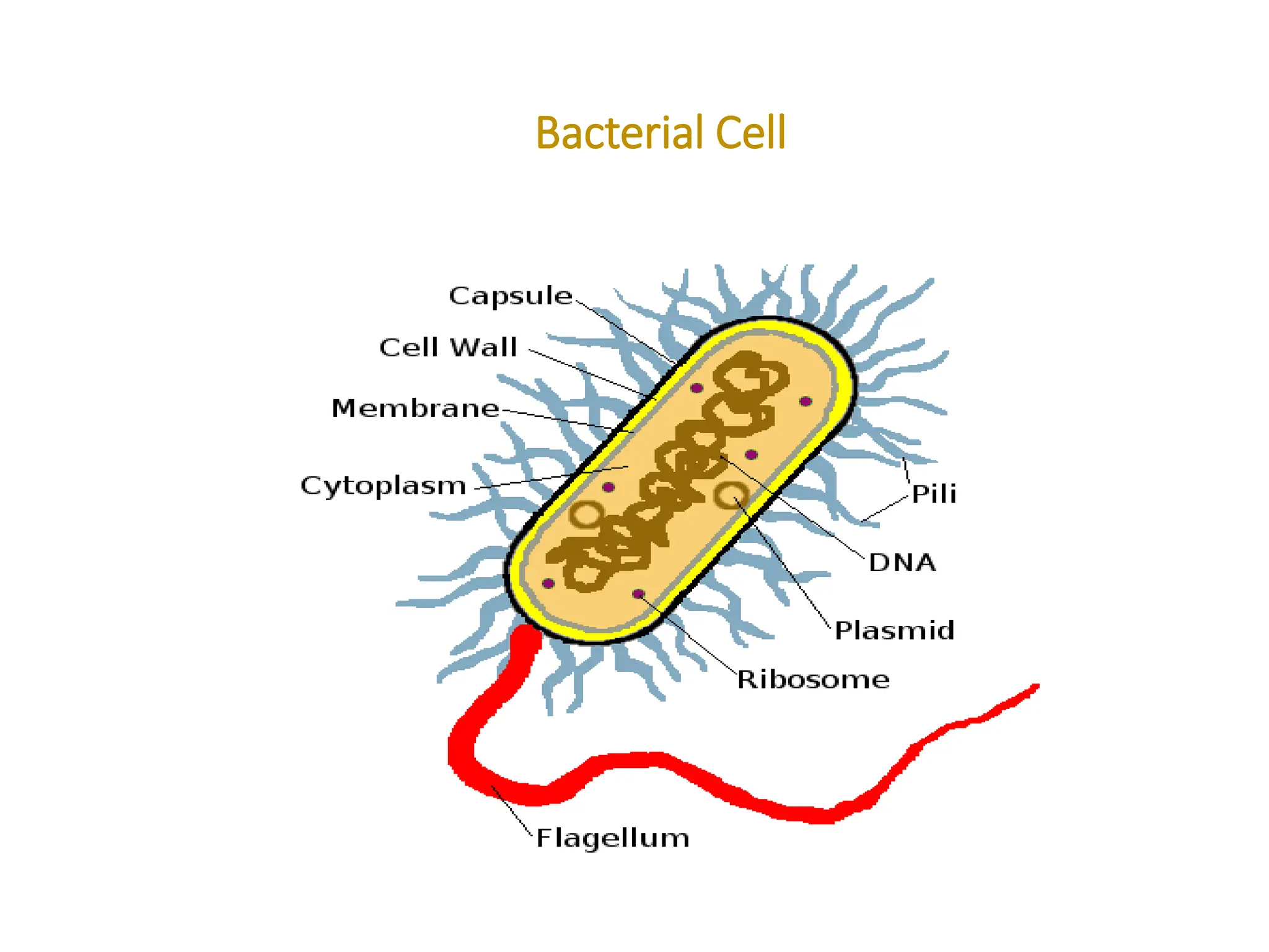 Bacterial Cell
 