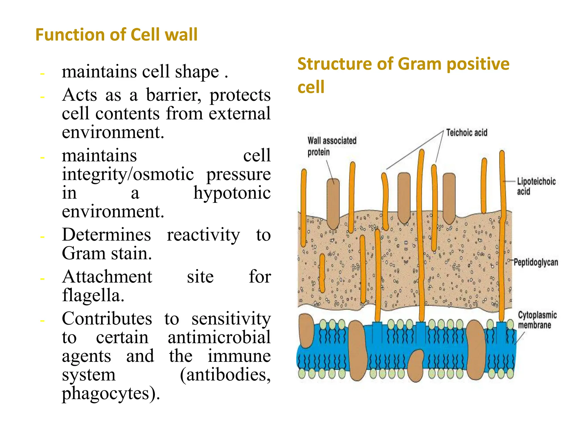 - maintains cell shape .
- Acts as a barrier, protects
cell contents from external
environment.
- maintains cell
integrity/osmotic pressure
in a hypotonic
environment.
- Determines reactivity to
Gram stain.
- Attachment site for
flagella.
- Contributes to sensitivity
to certain antimicrobial
agents and the immune
system (antibodies,
phagocytes).
Function of Cell wall
Structure of Gram positive
cell
 