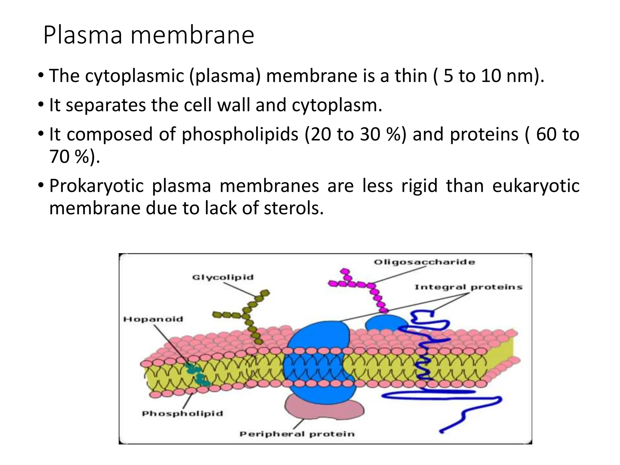 Plasma membrane
• The cytoplasmic (plasma) membrane is a thin ( 5 to 10 nm).
• It separates the cell wall and cytoplasm.
• It composed of phospholipids (20 to 30 %) and proteins ( 60 to
70 %).
• Prokaryotic plasma membranes are less rigid than eukaryotic
membrane due to lack of sterols.
 