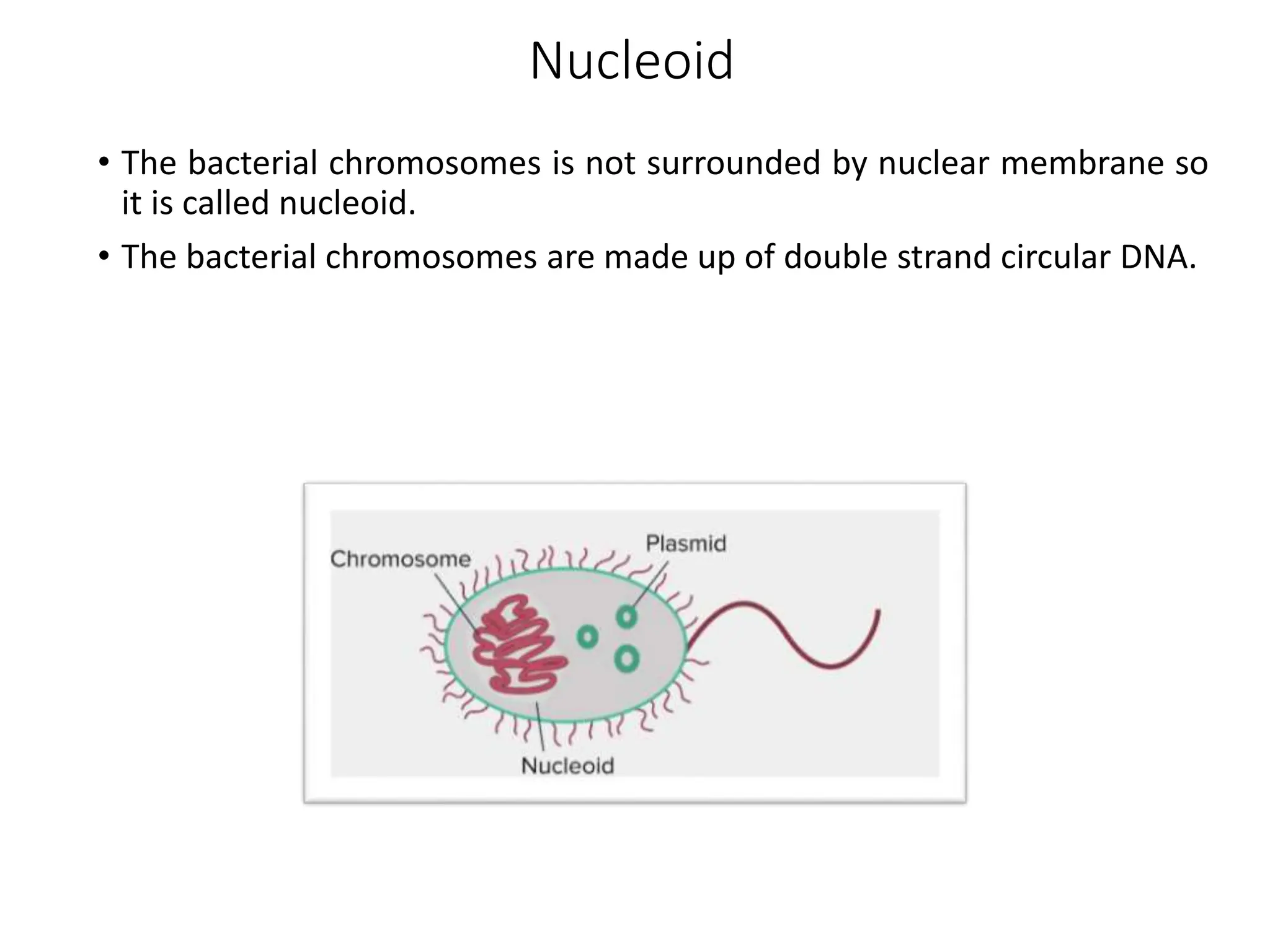 Nucleoid
• The bacterial chromosomes is not surrounded by nuclear membrane so
it is called nucleoid.
• The bacterial chromosomes are made up of double strand circular DNA.
 