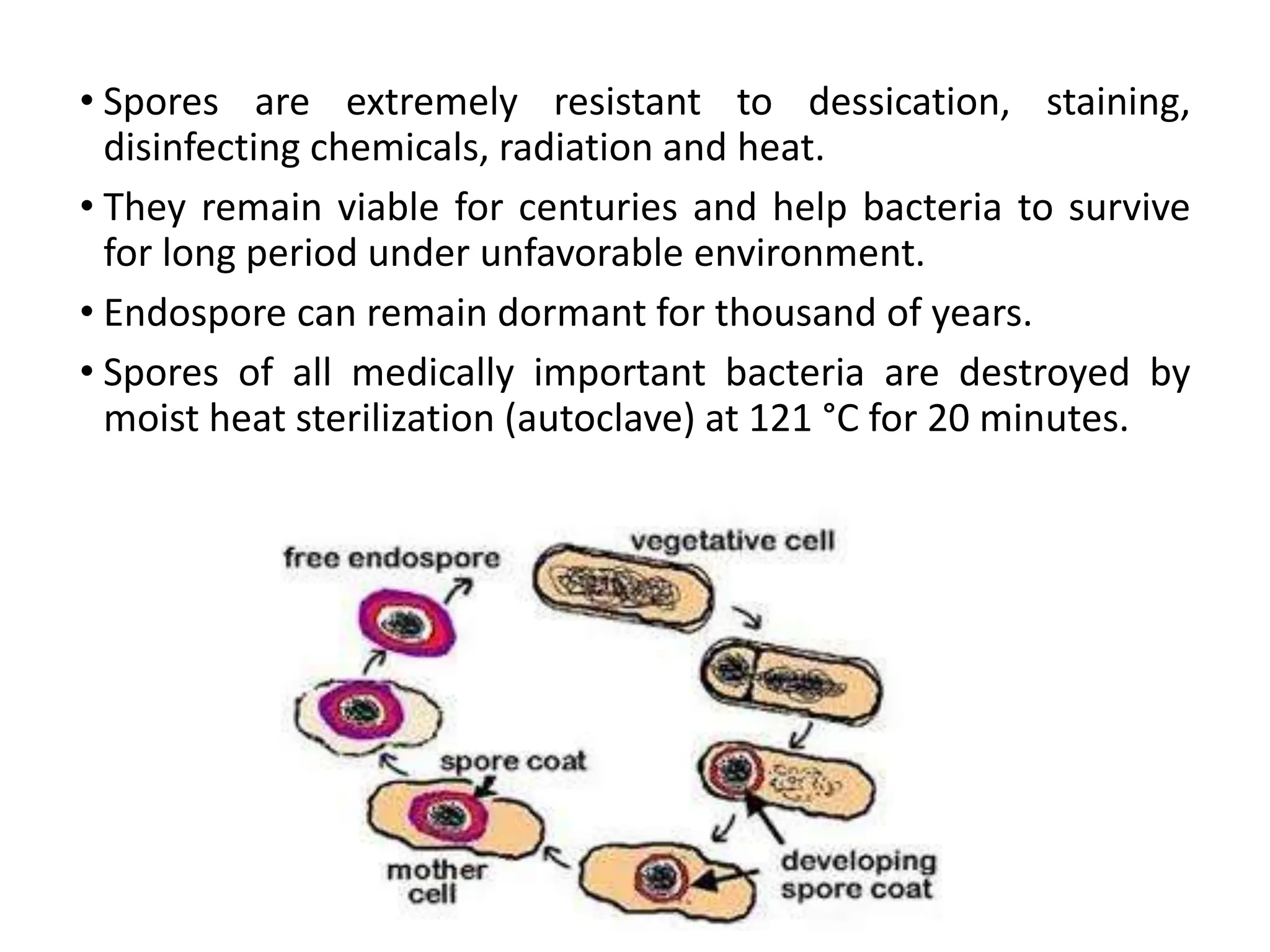 • Spores are extremely resistant to dessication, staining,
disinfecting chemicals, radiation and heat.
• They remain viable for centuries and help bacteria to survive
for long period under unfavorable environment.
• Endospore can remain dormant for thousand of years.
• Spores of all medically important bacteria are destroyed by
moist heat sterilization (autoclave) at 121 °C for 20 minutes.
 