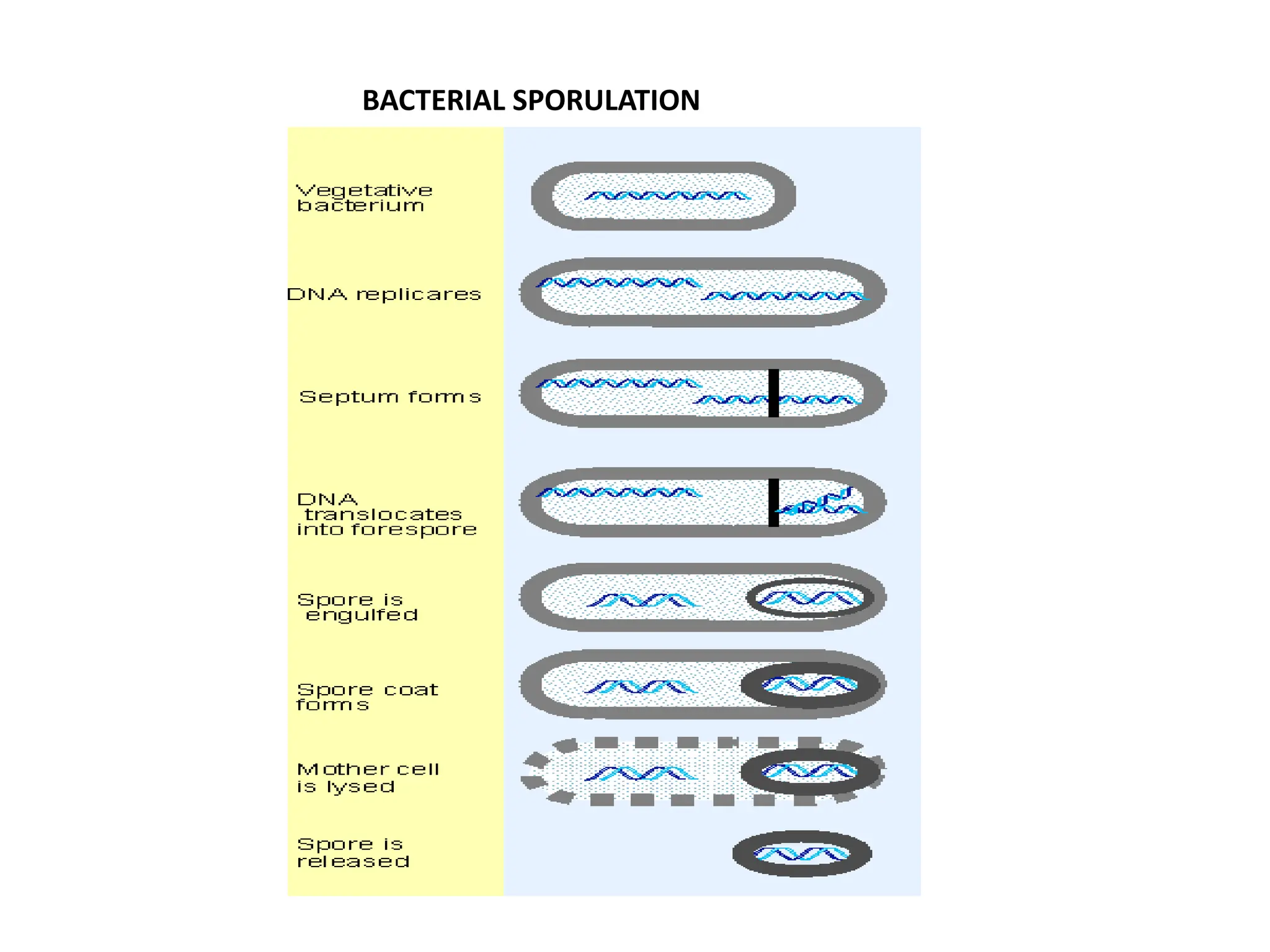 BACTERIAL SPORULATION
 