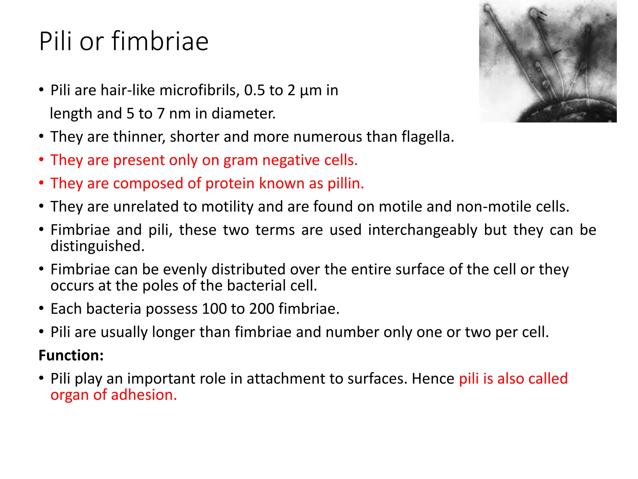 Pili or fimbriae
• Pili are hair-like microfibrils, 0.5 to 2 μm in
length and 5 to 7 nm in diameter.
• They are thinner, shorter and more numerous than flagella.
• They are present only on gram negative cells.
• They are composed of protein known as pillin.
• They are unrelated to motility and are found on motile and non-motile cells.
• Fimbriae and pili, these two terms are used interchangeably but they can be
distinguished.
• Fimbriae can be evenly distributed over the entire surface of the cell or they
occurs at the poles of the bacterial cell.
• Each bacteria possess 100 to 200 fimbriae.
• Pili are usually longer than fimbriae and number only one or two per cell.
Function:
• Pili play an important role in attachment to surfaces. Hence pili is also called
organ of adhesion.
 