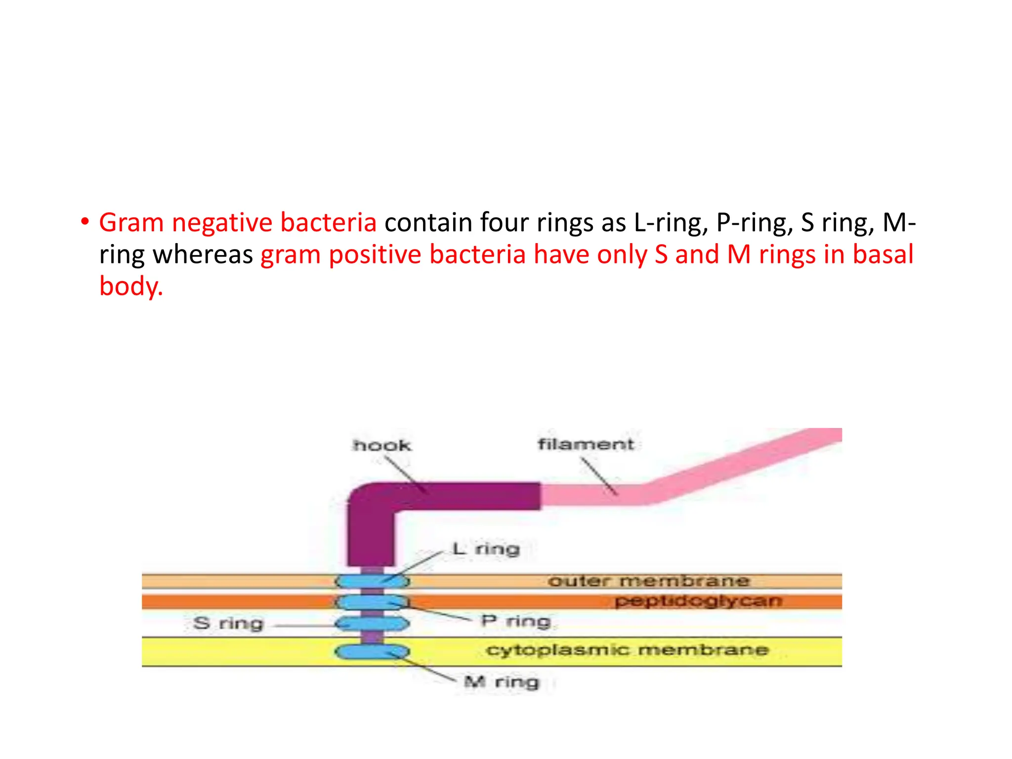 • Gram negative bacteria contain four rings as L-ring, P-ring, S ring, M-
ring whereas gram positive bacteria have only S and M rings in basal
body.
 