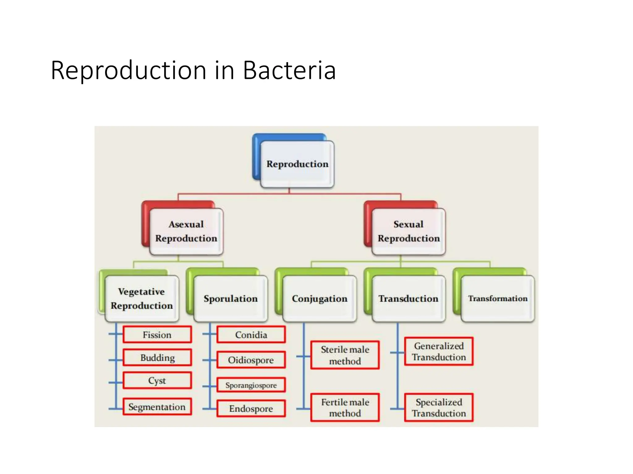 Reproduction in Bacteria
 