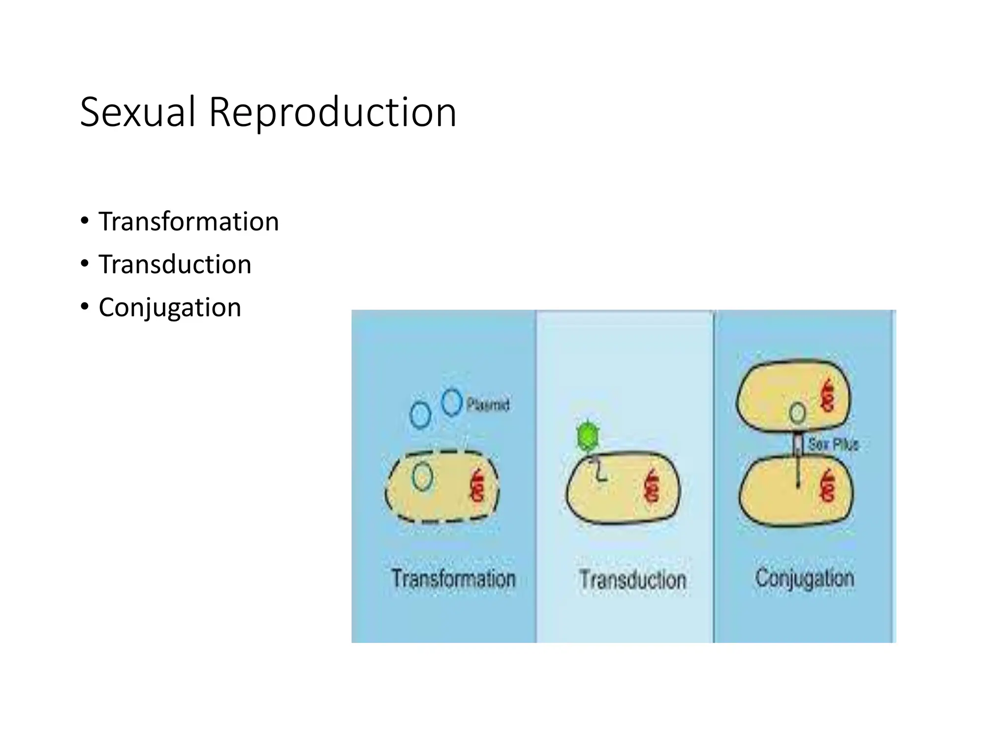 Sexual Reproduction
• Transformation
• Transduction
• Conjugation
 