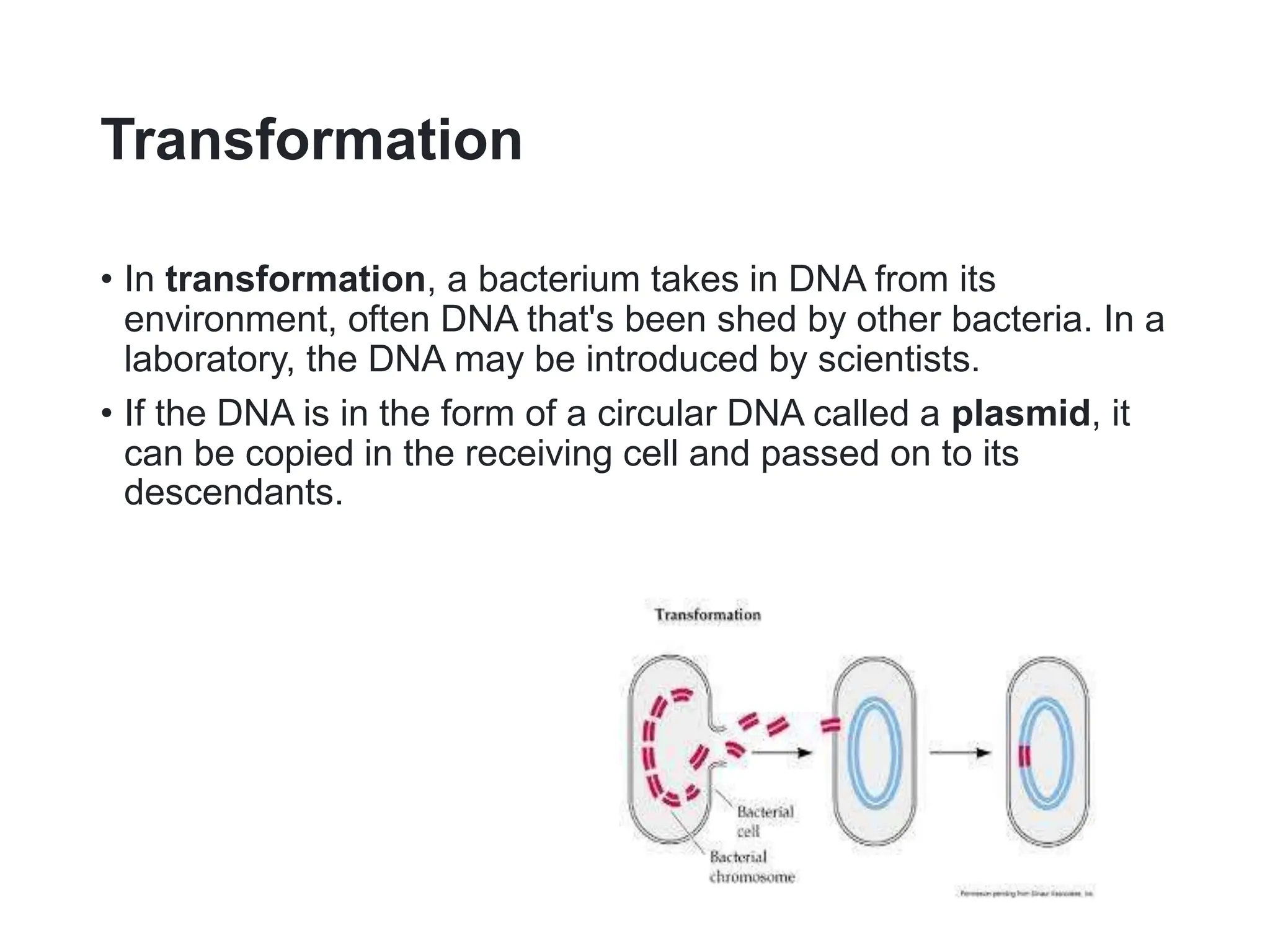 Transformation
• In transformation, a bacterium takes in DNA from its
environment, often DNA that's been shed by other bacteria. In a
laboratory, the DNA may be introduced by scientists.
• If the DNA is in the form of a circular DNA called a plasmid, it
can be copied in the receiving cell and passed on to its
descendants.
 