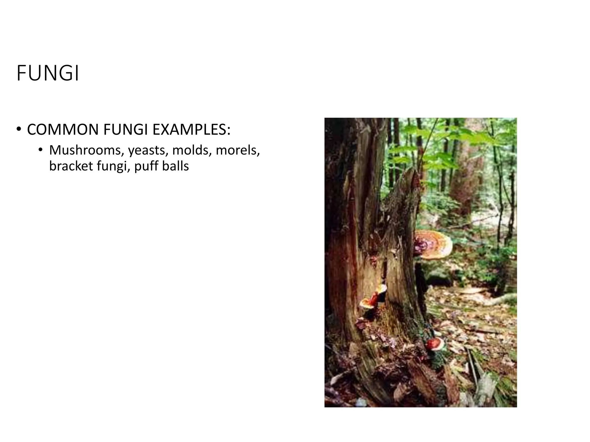 FUNGI
• COMMON FUNGI EXAMPLES:
• Mushrooms, yeasts, molds, morels,
bracket fungi, puff balls
 