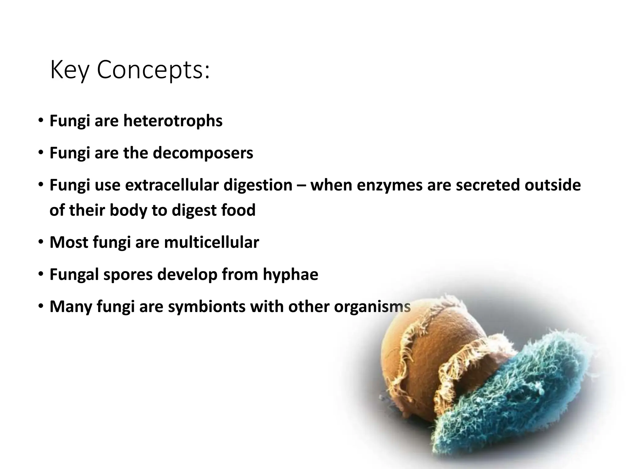 Key Concepts:
• Fungi are heterotrophs
• Fungi are the decomposers
• Fungi use extracellular digestion – when enzymes are secreted outside
of their body to digest food
• Most fungi are multicellular
• Fungal spores develop from hyphae
• Many fungi are symbionts with other organisms
 