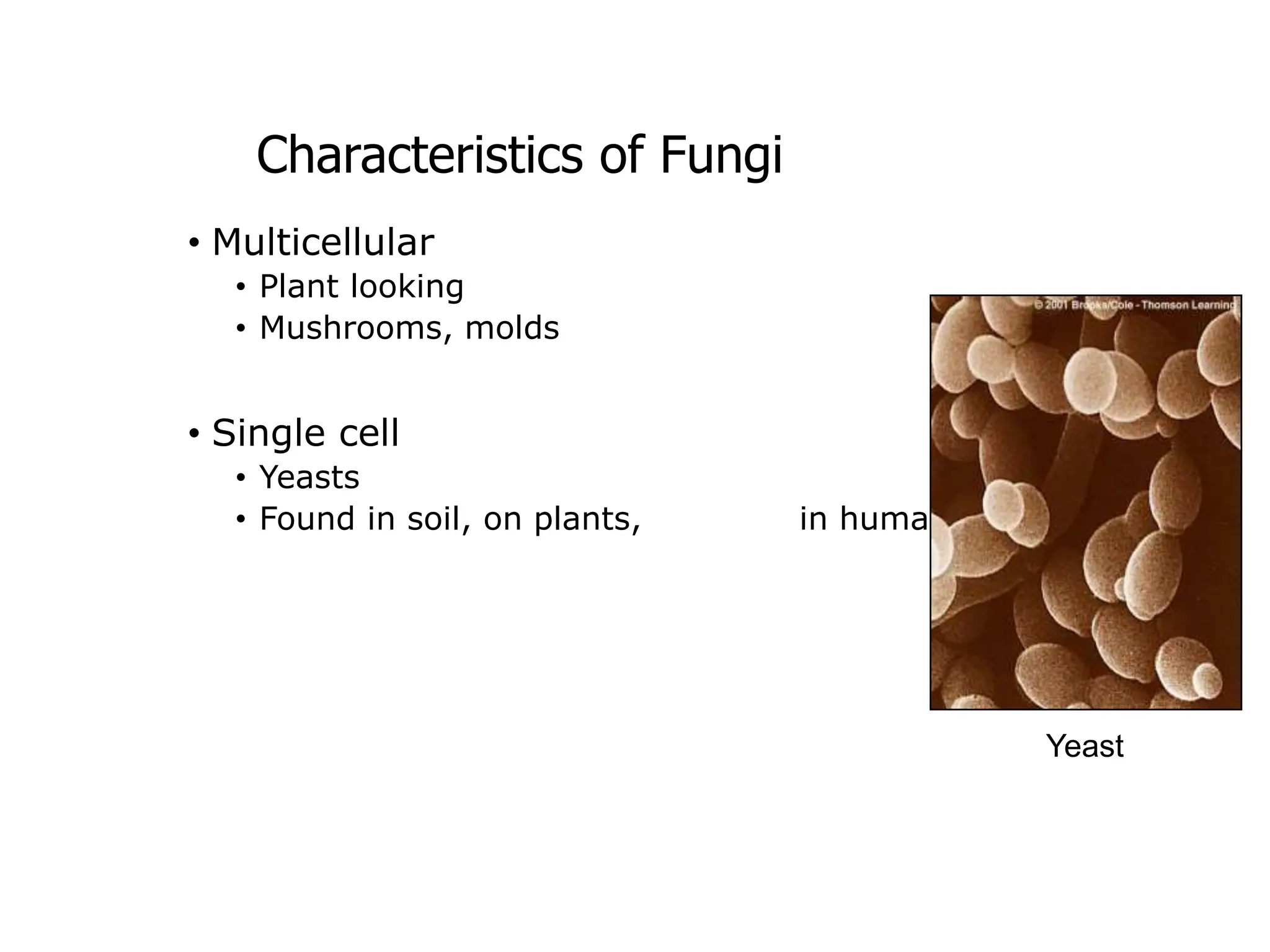 Characteristics of Fungi
• Multicellular
• Plant looking
• Mushrooms, molds
• Single cell
• Yeasts
• Found in soil, on plants, in humans
Yeast
 