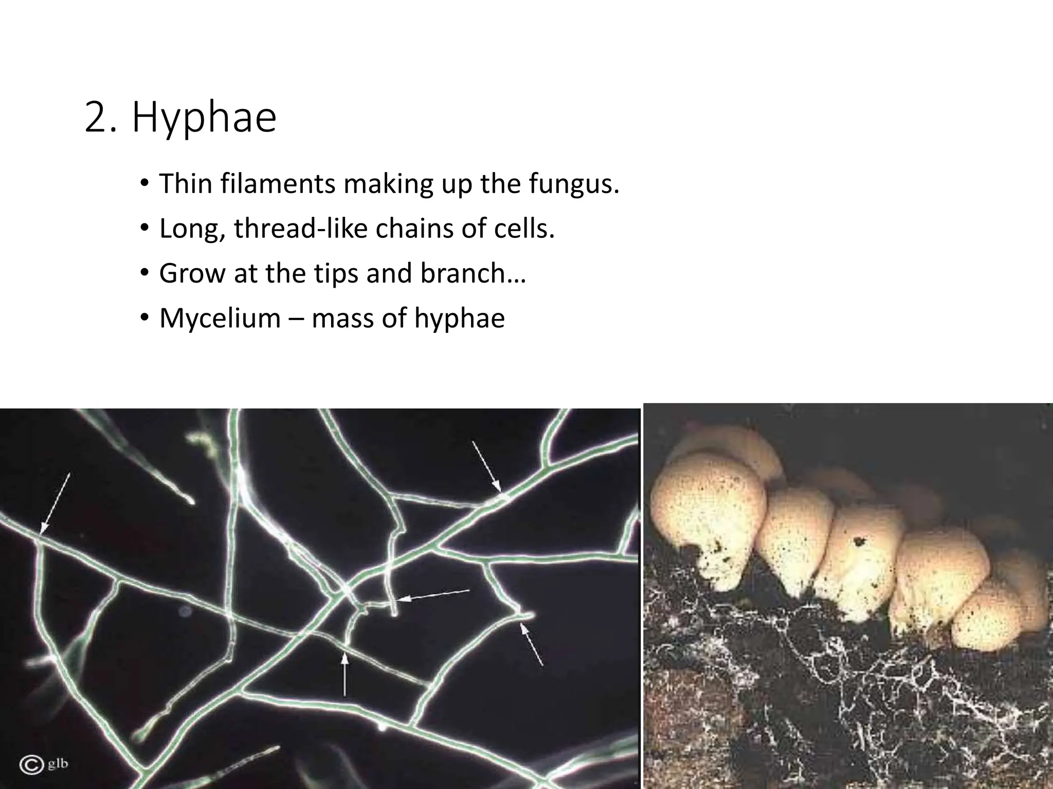 2. Hyphae
• Thin filaments making up the fungus.
• Long, thread-like chains of cells.
• Grow at the tips and branch…
• Mycelium – mass of hyphae
 