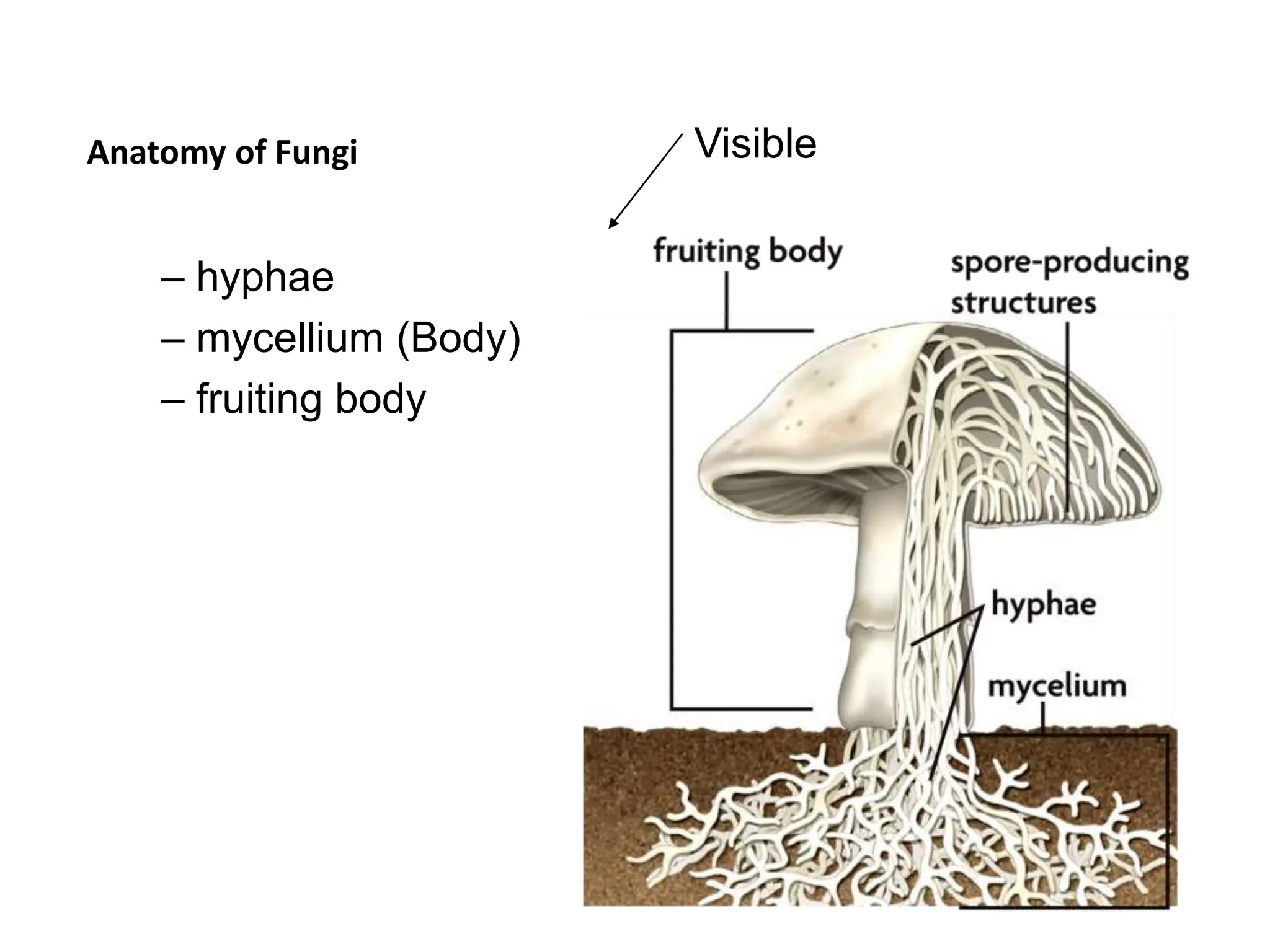 Anatomy of Fungi
– hyphae
– mycellium (Body)
– fruiting body
Visible
 