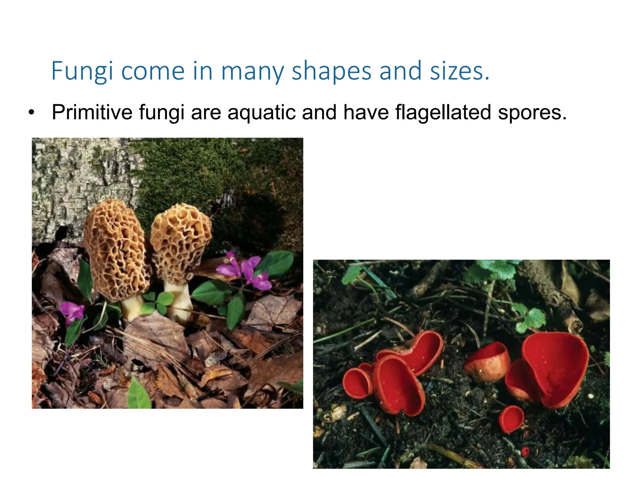 Fungi come in many shapes and sizes.
• Primitive fungi are aquatic and have flagellated spores.
 
