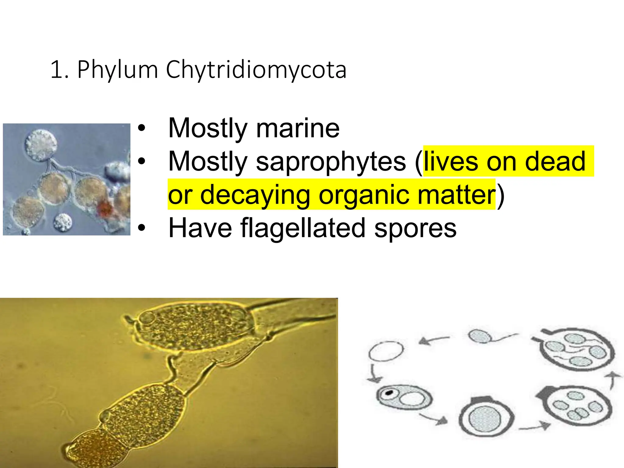 1. Phylum Chytridiomycota
• Mostly marine
• Mostly saprophytes (lives on dead
or decaying organic matter)
• Have flagellated spores
 