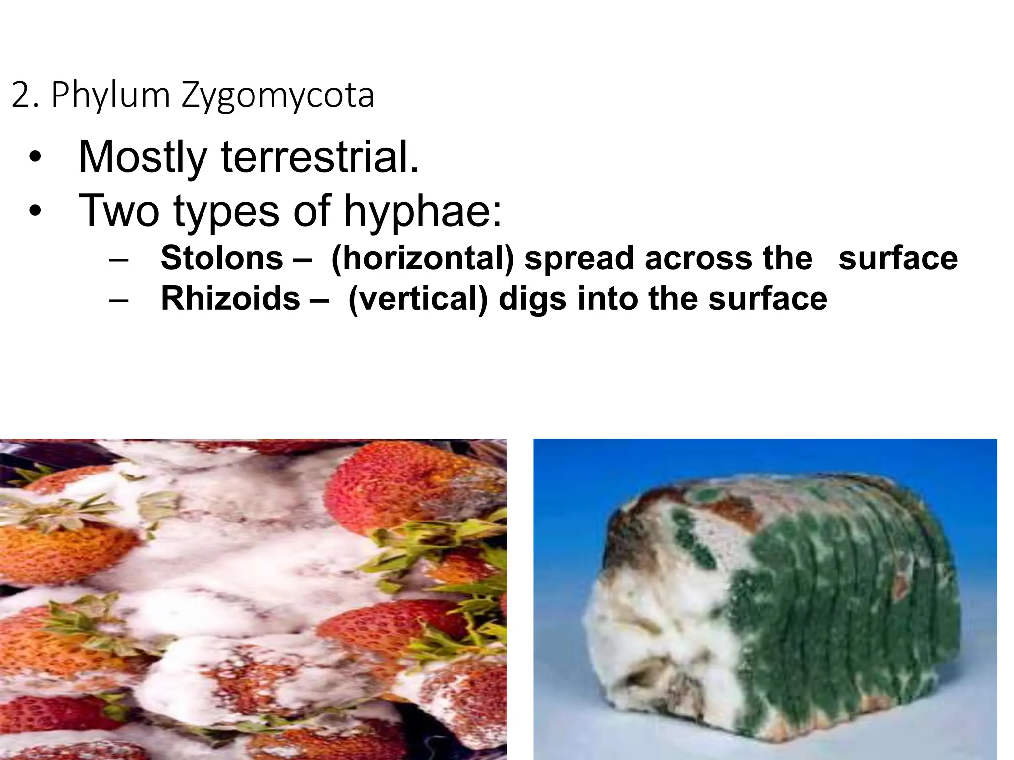 2. Phylum Zygomycota
• Mostly terrestrial.
• Two types of hyphae:
– Stolons – (horizontal) spread across the surface
– Rhizoids – (vertical) digs into the surface
 