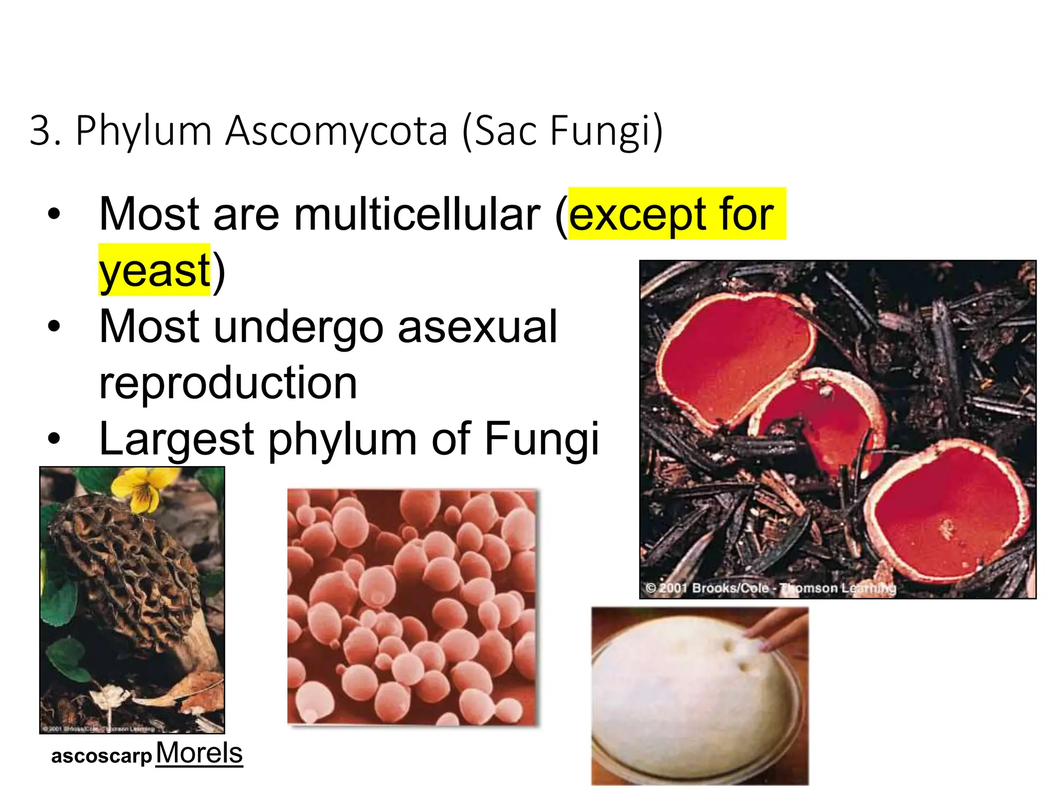 3. Phylum Ascomycota (Sac Fungi)
• Most are multicellular (except for
yeast)
• Most undergo asexual
reproduction
• Largest phylum of Fungi
ascoscarpMorels
 