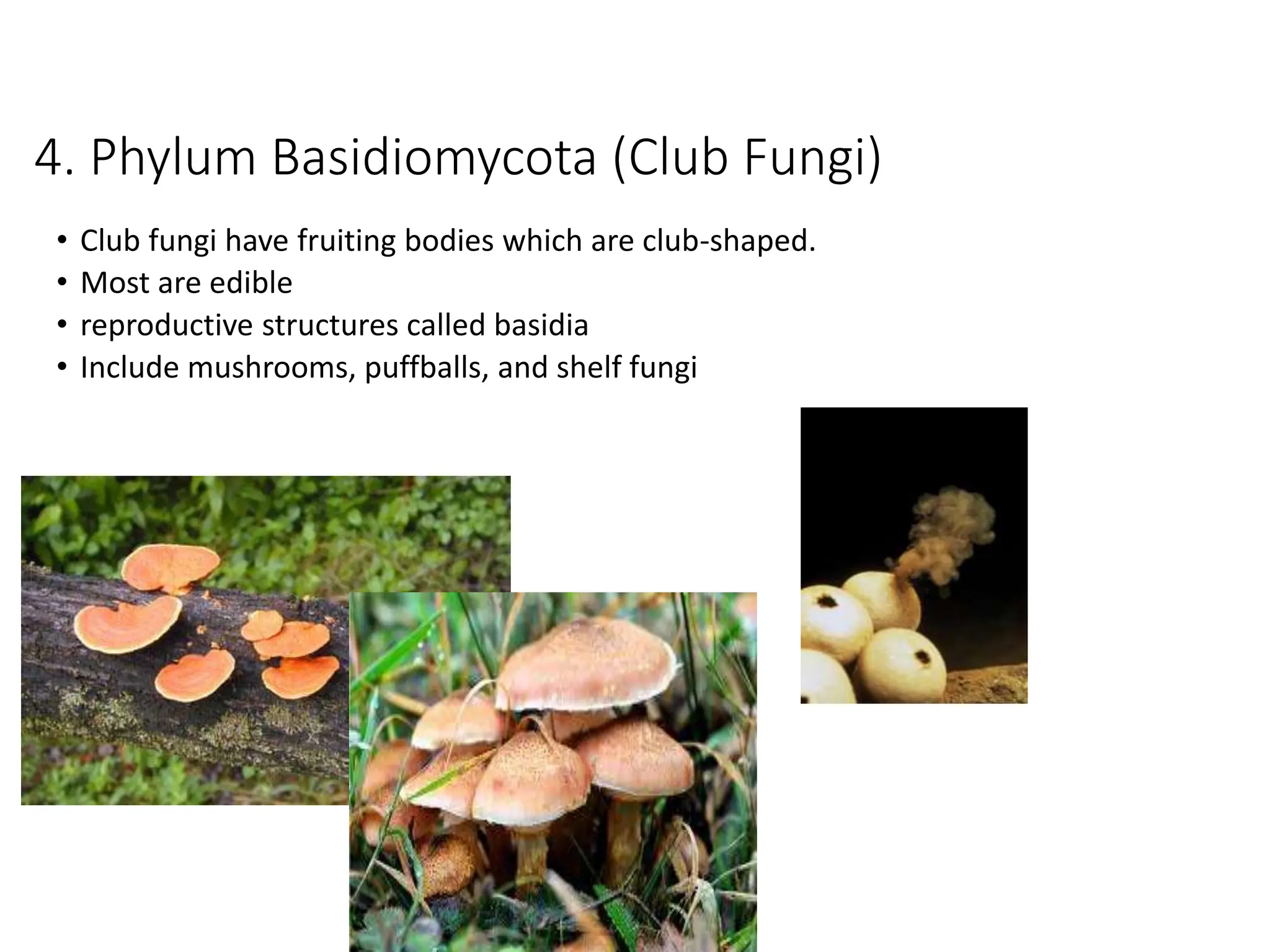 4. Phylum Basidiomycota (Club Fungi)
• Club fungi have fruiting bodies which are club-shaped.
• Most are edible
• reproductive structures called basidia
• Include mushrooms, puffballs, and shelf fungi
 