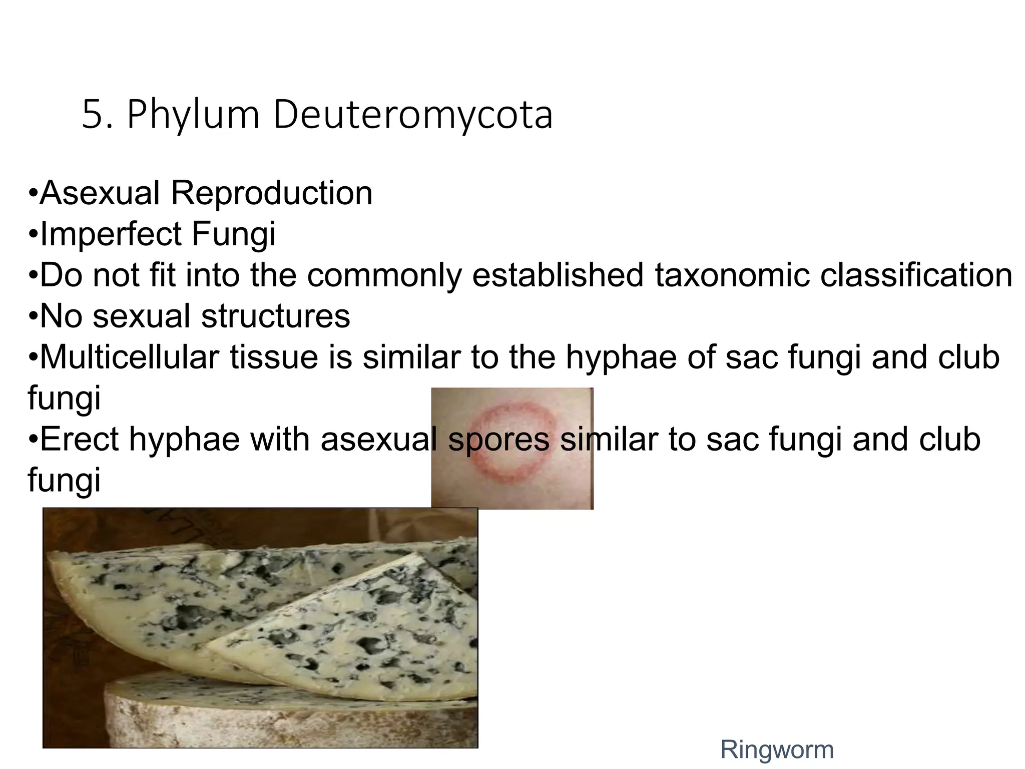 5. Phylum Deuteromycota
Ringworm
•Asexual Reproduction
•Imperfect Fungi
•Do not fit into the commonly established taxonomic classification
•No sexual structures
•Multicellular tissue is similar to the hyphae of sac fungi and club
fungi
•Erect hyphae with asexual spores similar to sac fungi and club
fungi
 