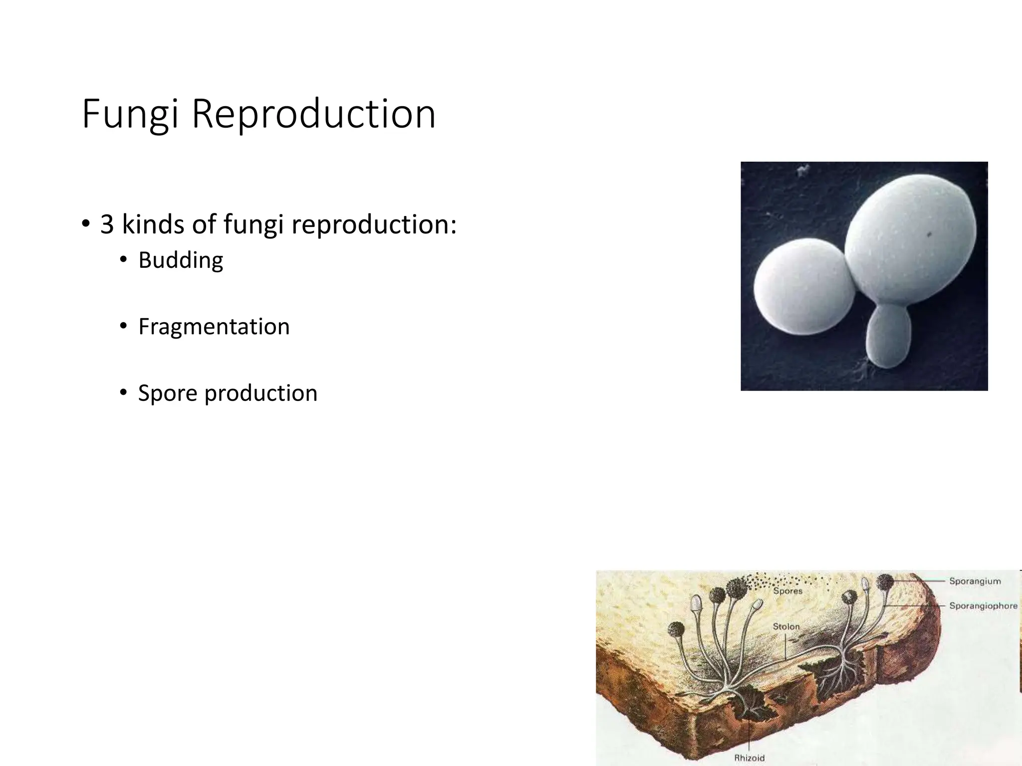 Fungi Reproduction
• 3 kinds of fungi reproduction:
• Budding
• Fragmentation
• Spore production
 