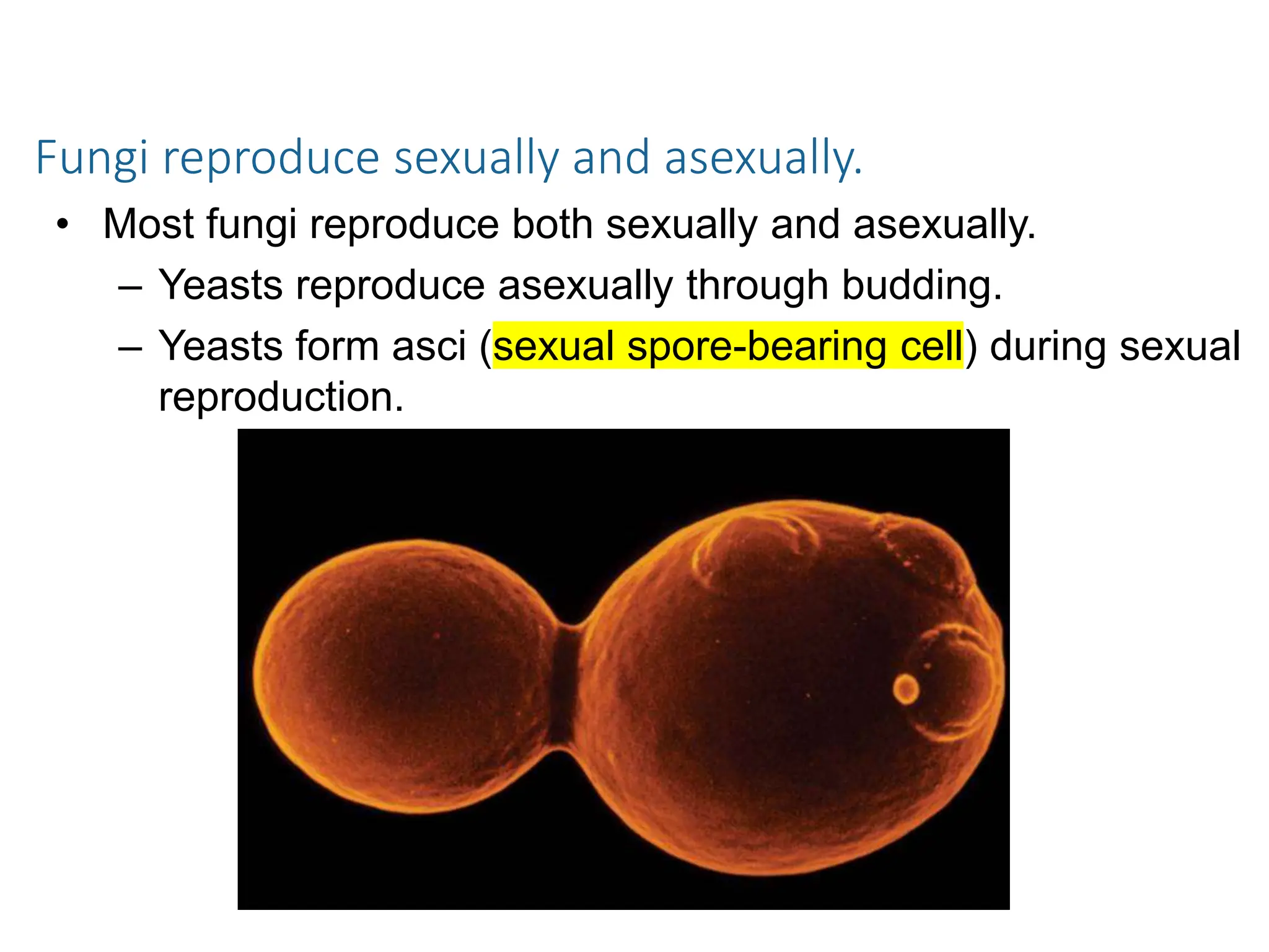 Fungi reproduce sexually and asexually.
• Most fungi reproduce both sexually and asexually.
– Yeasts reproduce asexually through budding.
– Yeasts form asci (sexual spore-bearing cell) during sexual
reproduction.
 