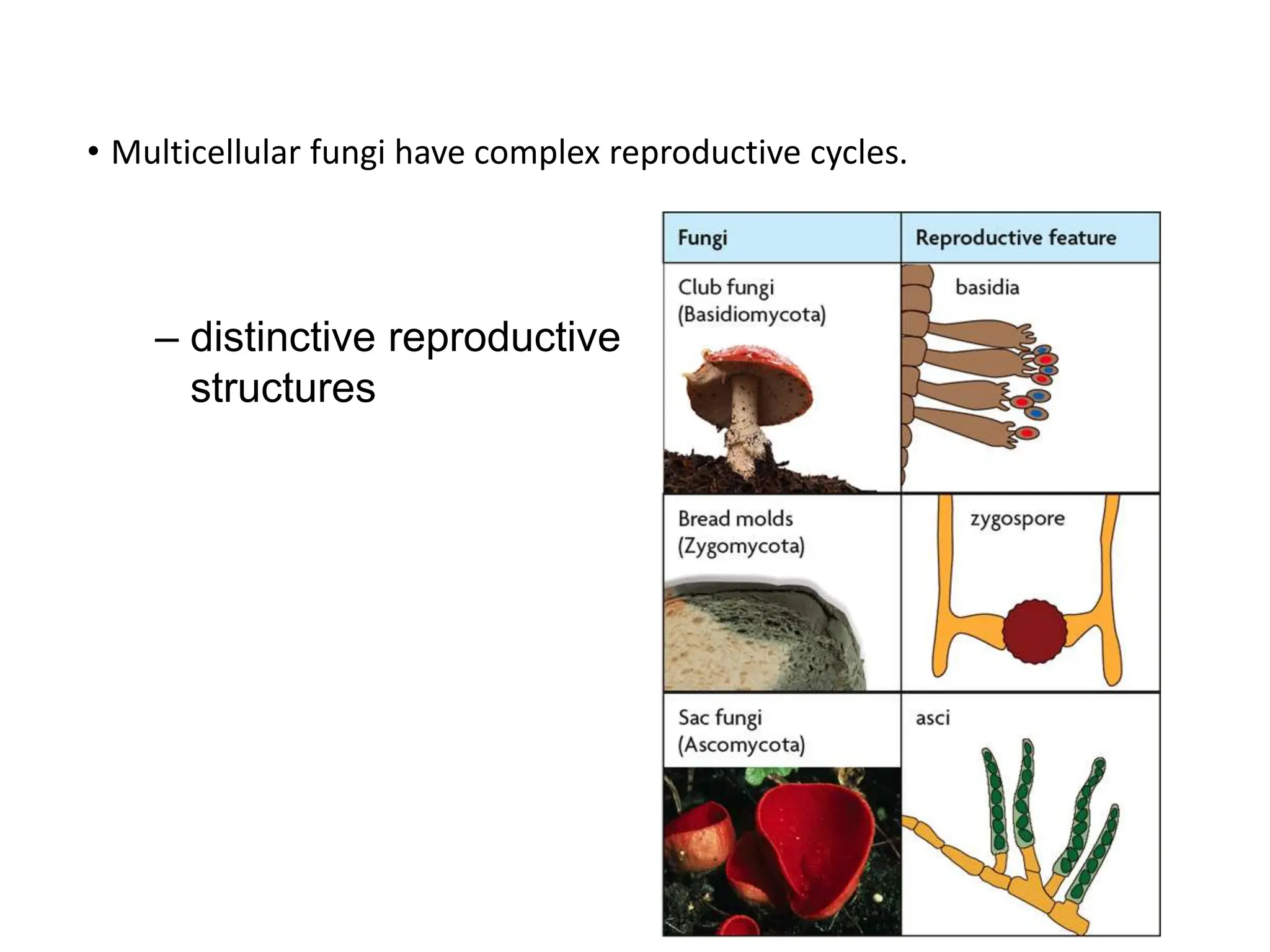 • Multicellular fungi have complex reproductive cycles.
– distinctive reproductive
structures
 