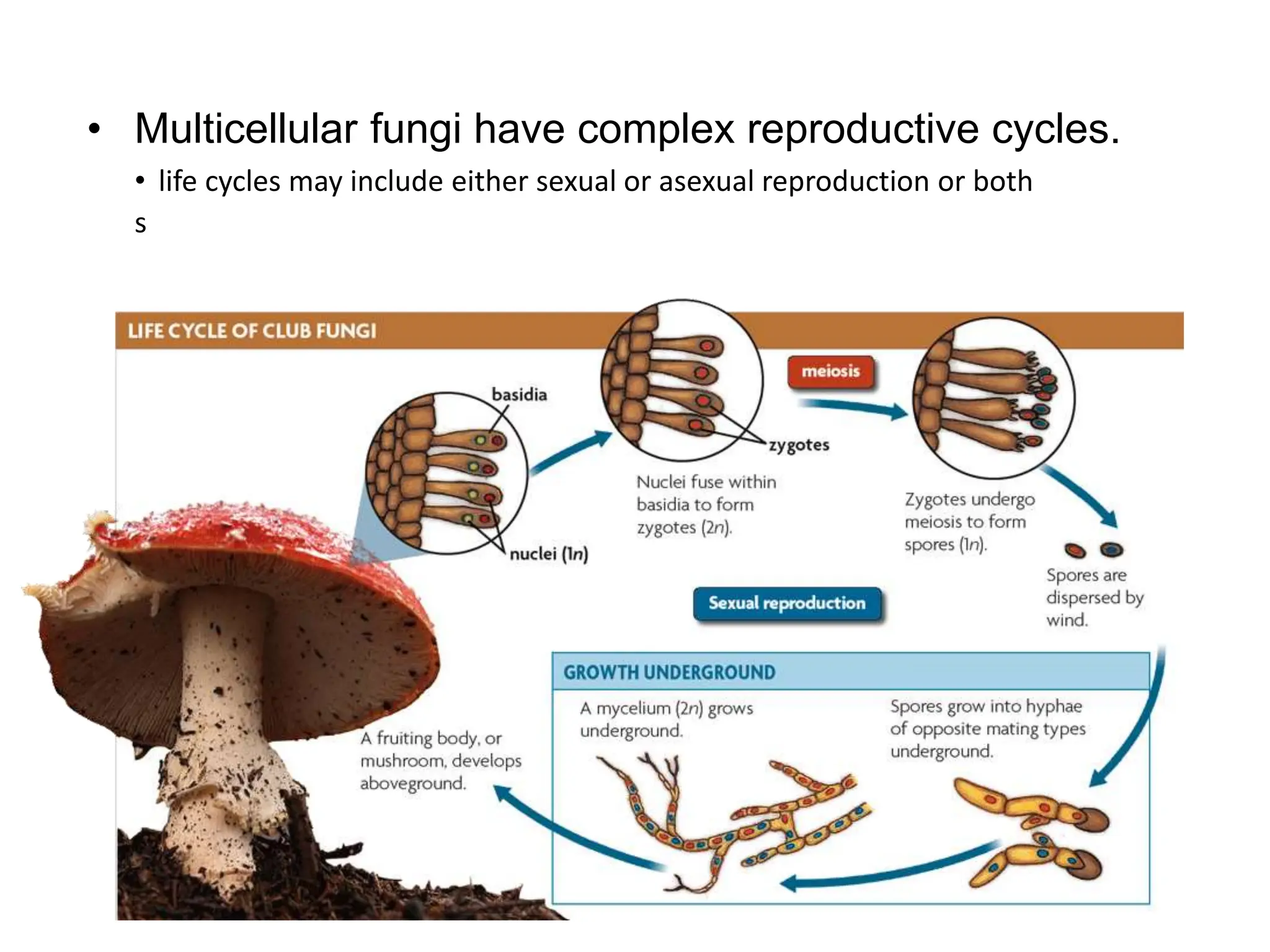 • life cycles may include either sexual or asexual reproduction or both
s
• Multicellular fungi have complex reproductive cycles.
 