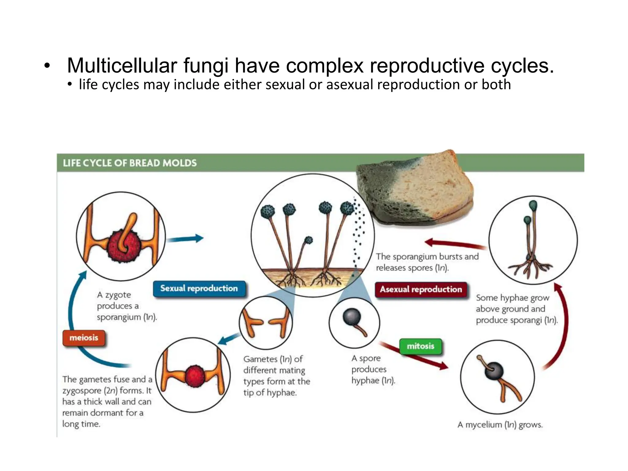 • life cycles may include either sexual or asexual reproduction or both
• Multicellular fungi have complex reproductive cycles.
 