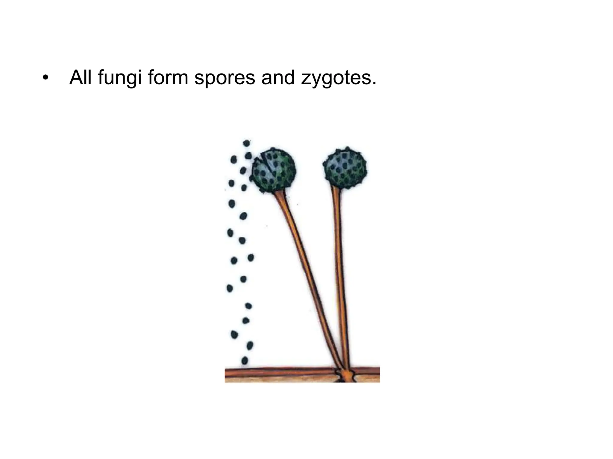 • All fungi form spores and zygotes.
 