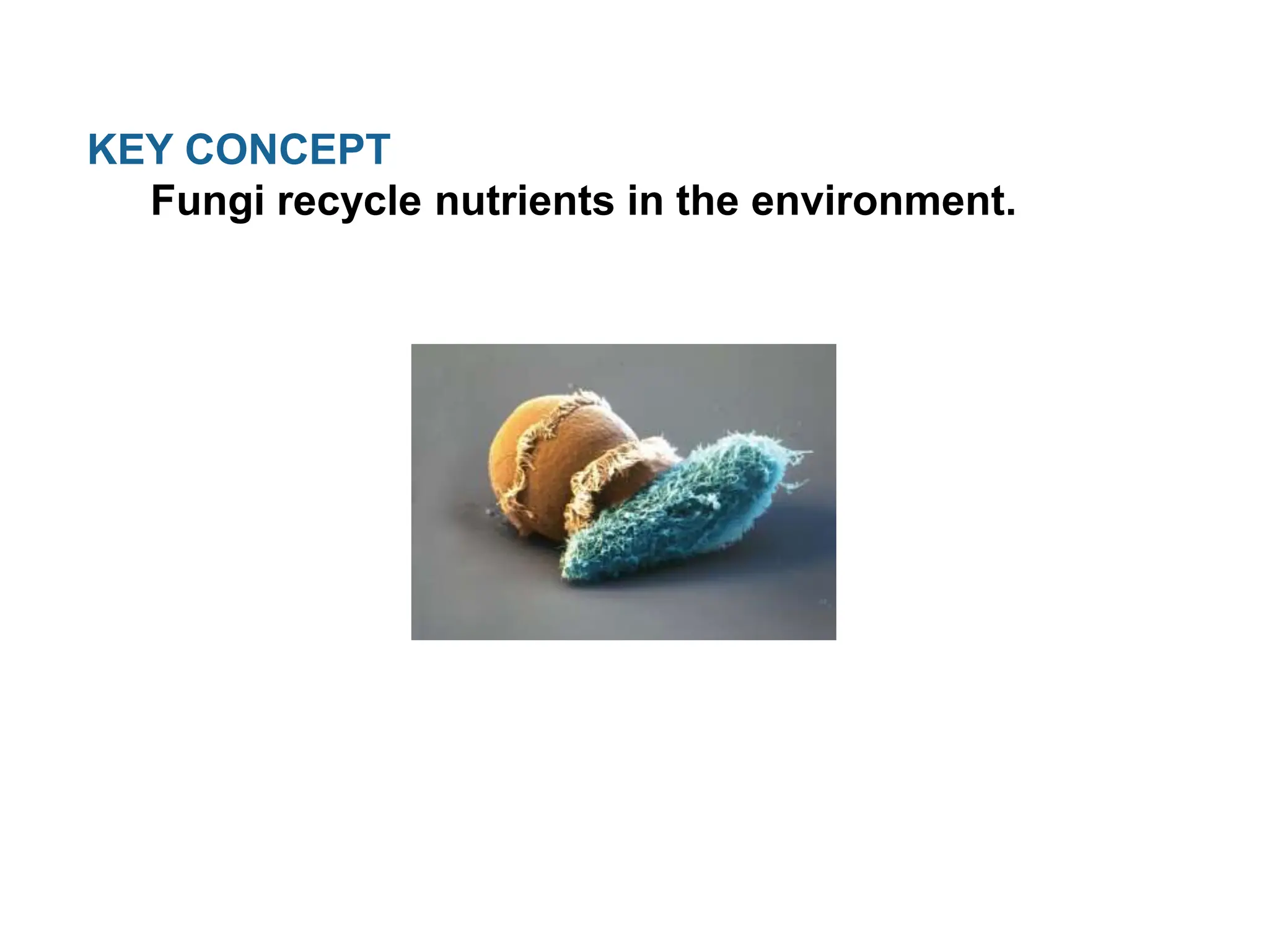 KEY CONCEPT
Fungi recycle nutrients in the environment.
 