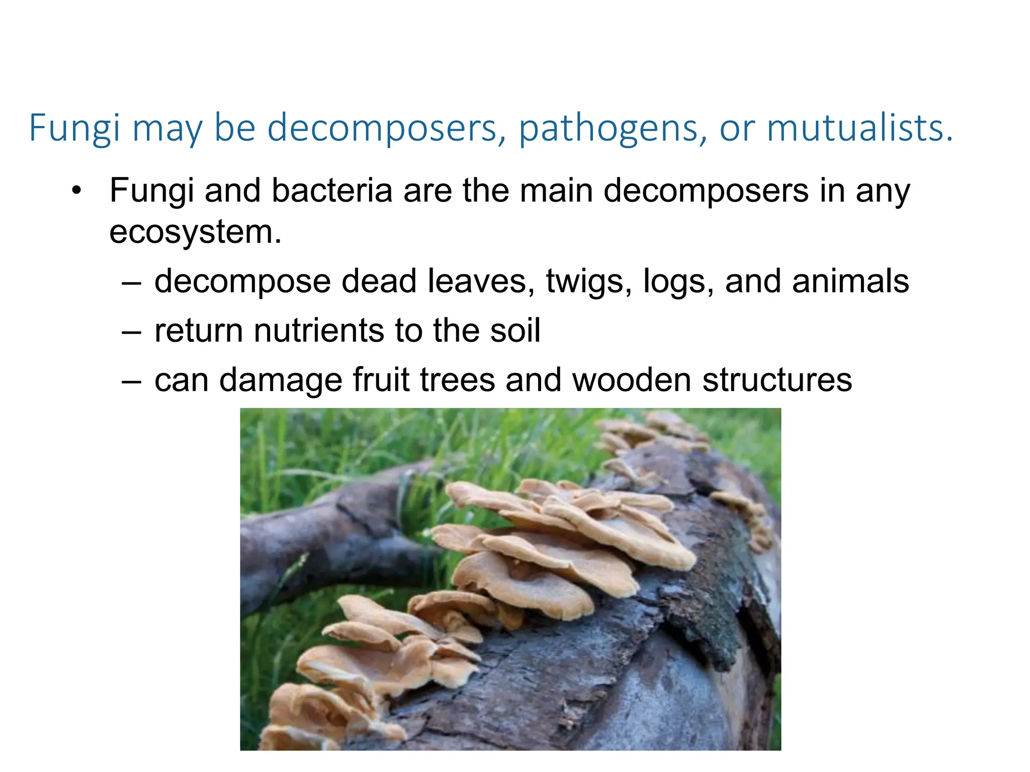 Fungi may be decomposers, pathogens, or mutualists.
• Fungi and bacteria are the main decomposers in any
ecosystem.
– decompose dead leaves, twigs, logs, and animals
– return nutrients to the soil
– can damage fruit trees and wooden structures
 