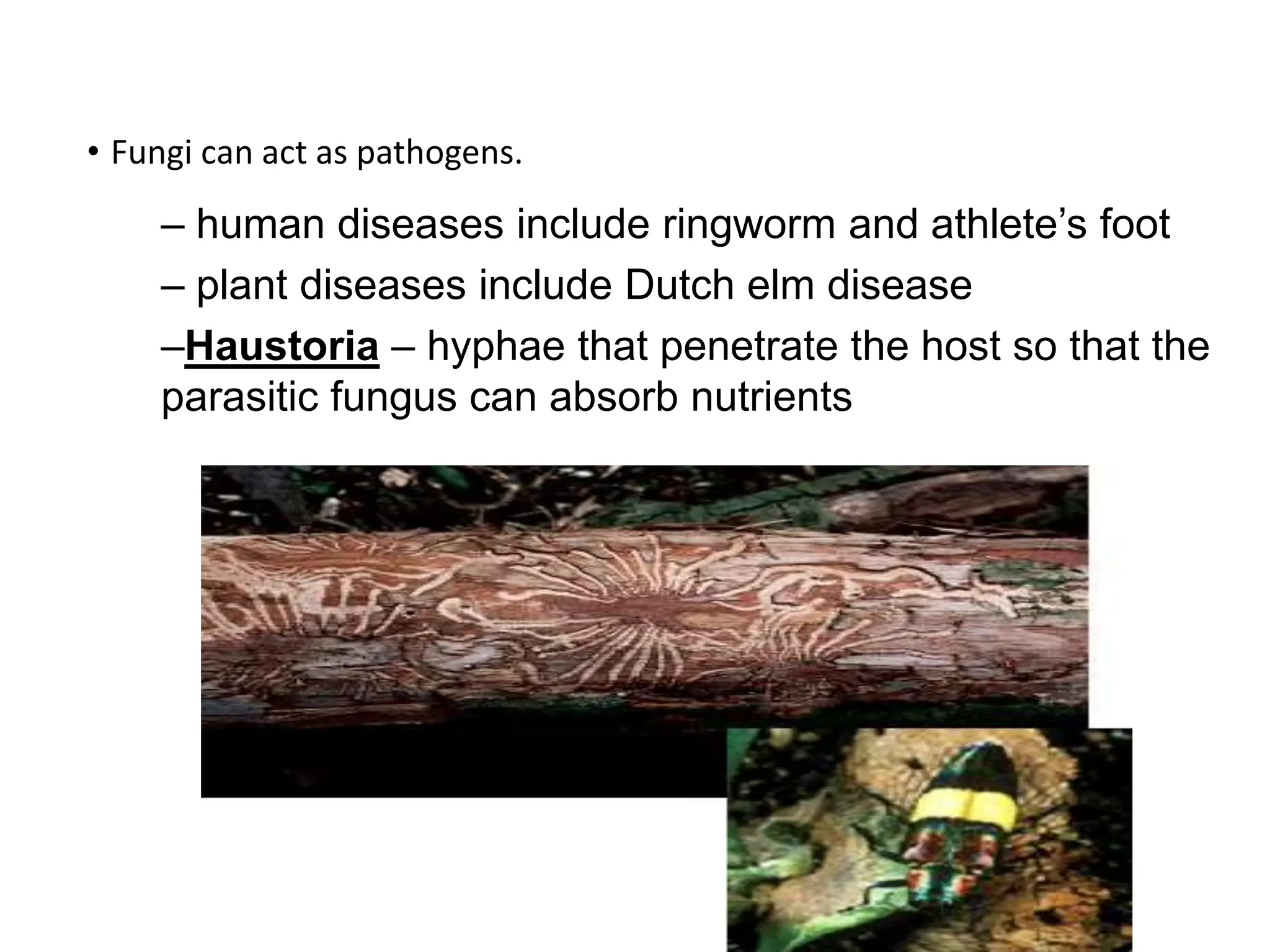 • Fungi can act as pathogens.
– human diseases include ringworm and athlete’s foot
– plant diseases include Dutch elm disease
–Haustoria – hyphae that penetrate the host so that the
parasitic fungus can absorb nutrients
 