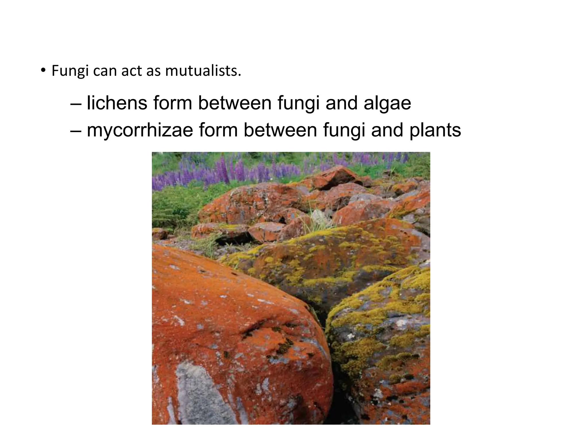 • Fungi can act as mutualists.
– lichens form between fungi and algae
– mycorrhizae form between fungi and plants
 