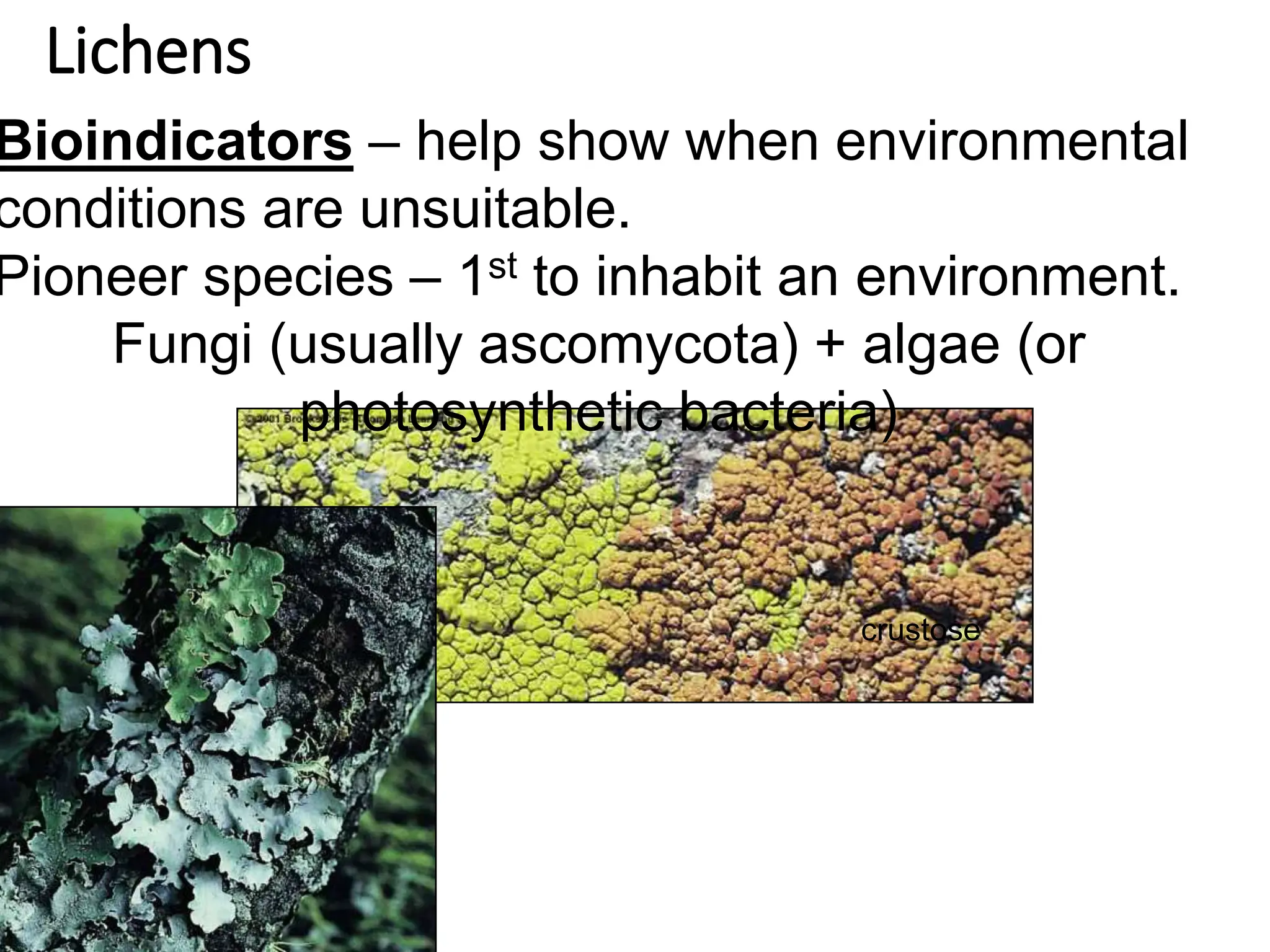 Lichens
Bioindicators – help show when environmental
conditions are unsuitable.
Pioneer species – 1st to inhabit an environment.
Fungi (usually ascomycota) + algae (or
photosynthetic bacteria)
crustose
 