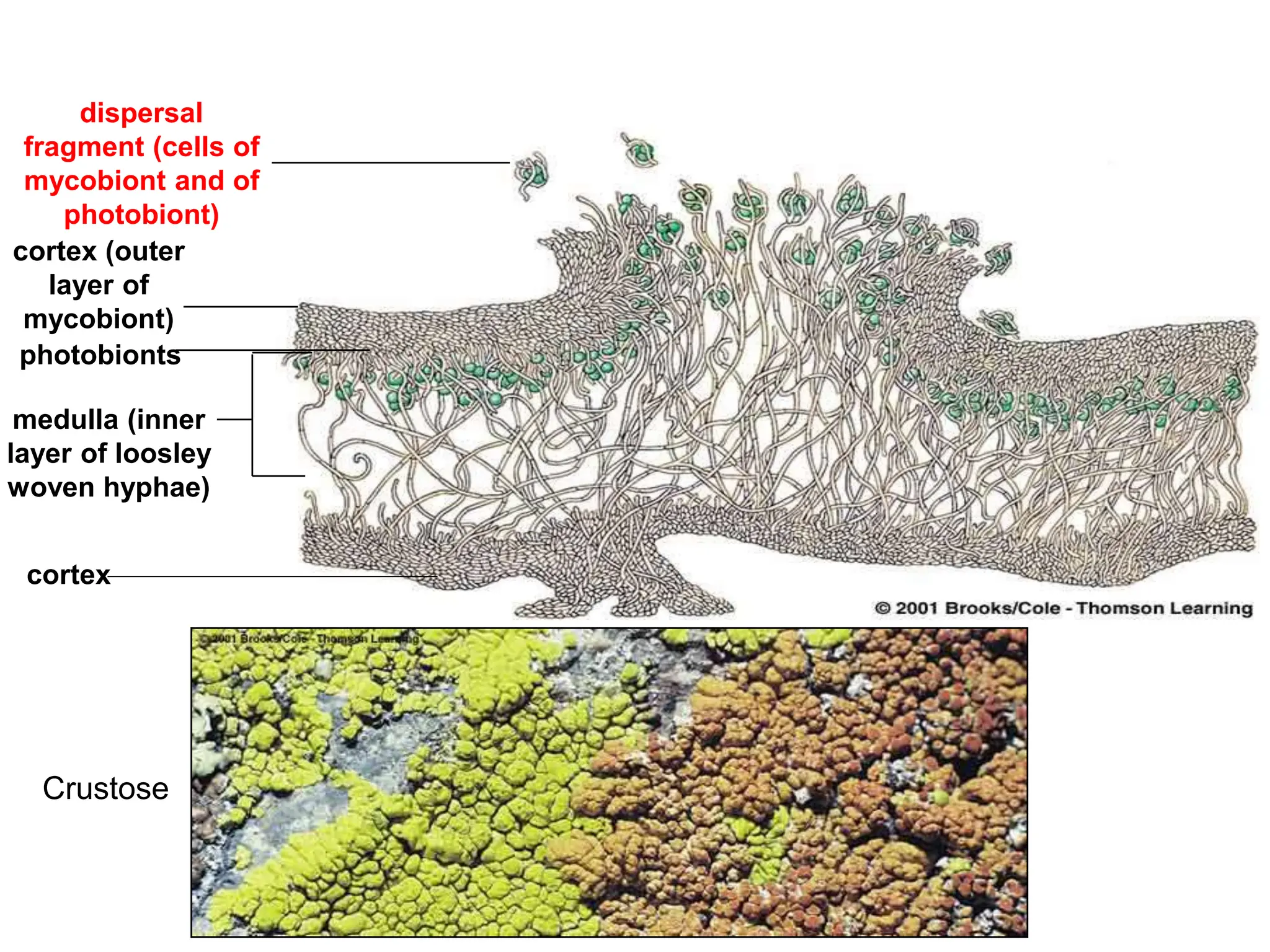 dispersal
fragment (cells of
mycobiont and of
photobiont)
cortex (outer
layer of
mycobiont)
photobionts
medulla (inner
layer of loosley
woven hyphae)
cortex
Crustose
 