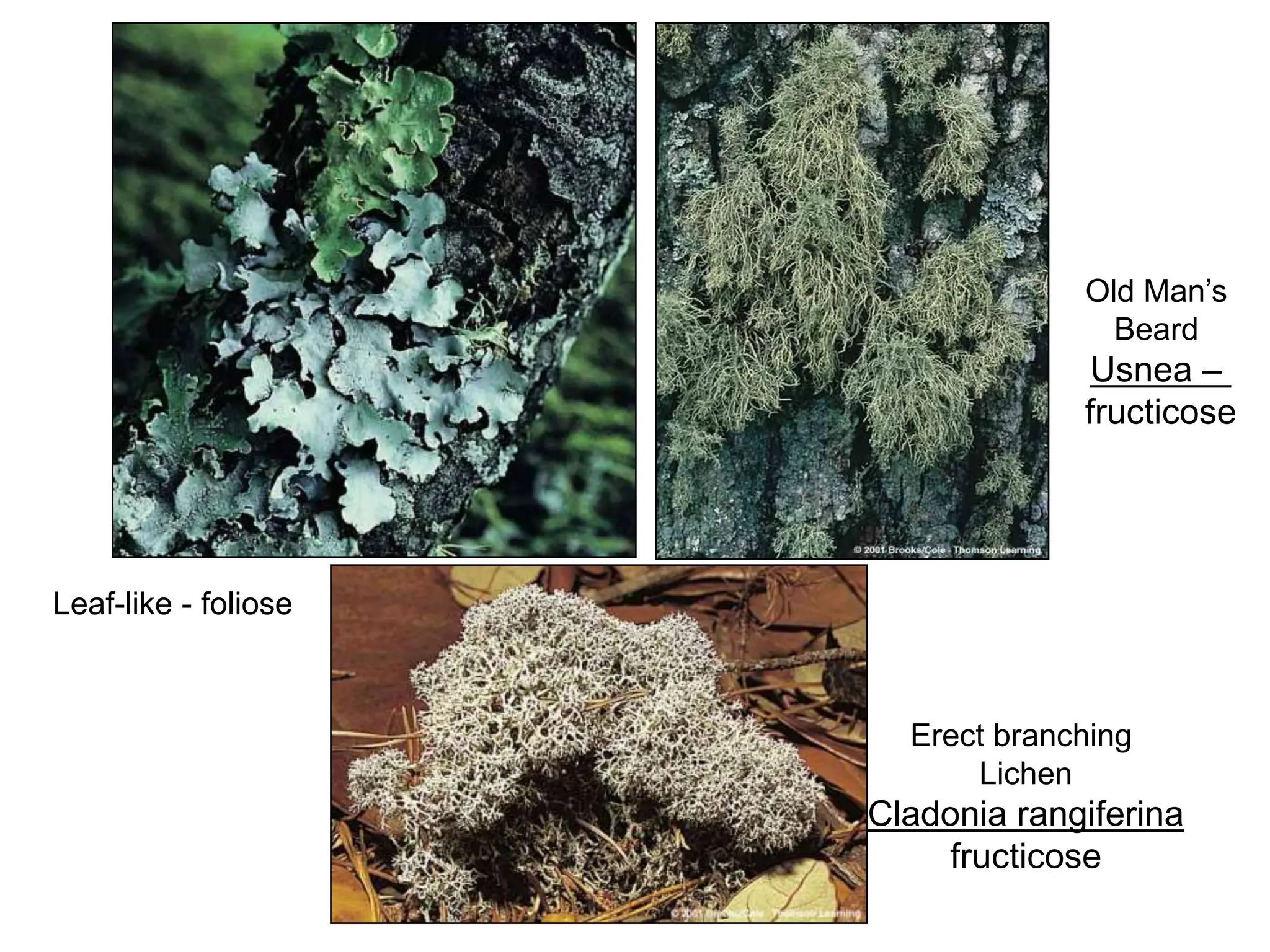 Leaf-like - foliose
Old Man’s
Beard
Usnea –
fructicose
Erect branching
Lichen
Cladonia rangiferina
fructicose
 