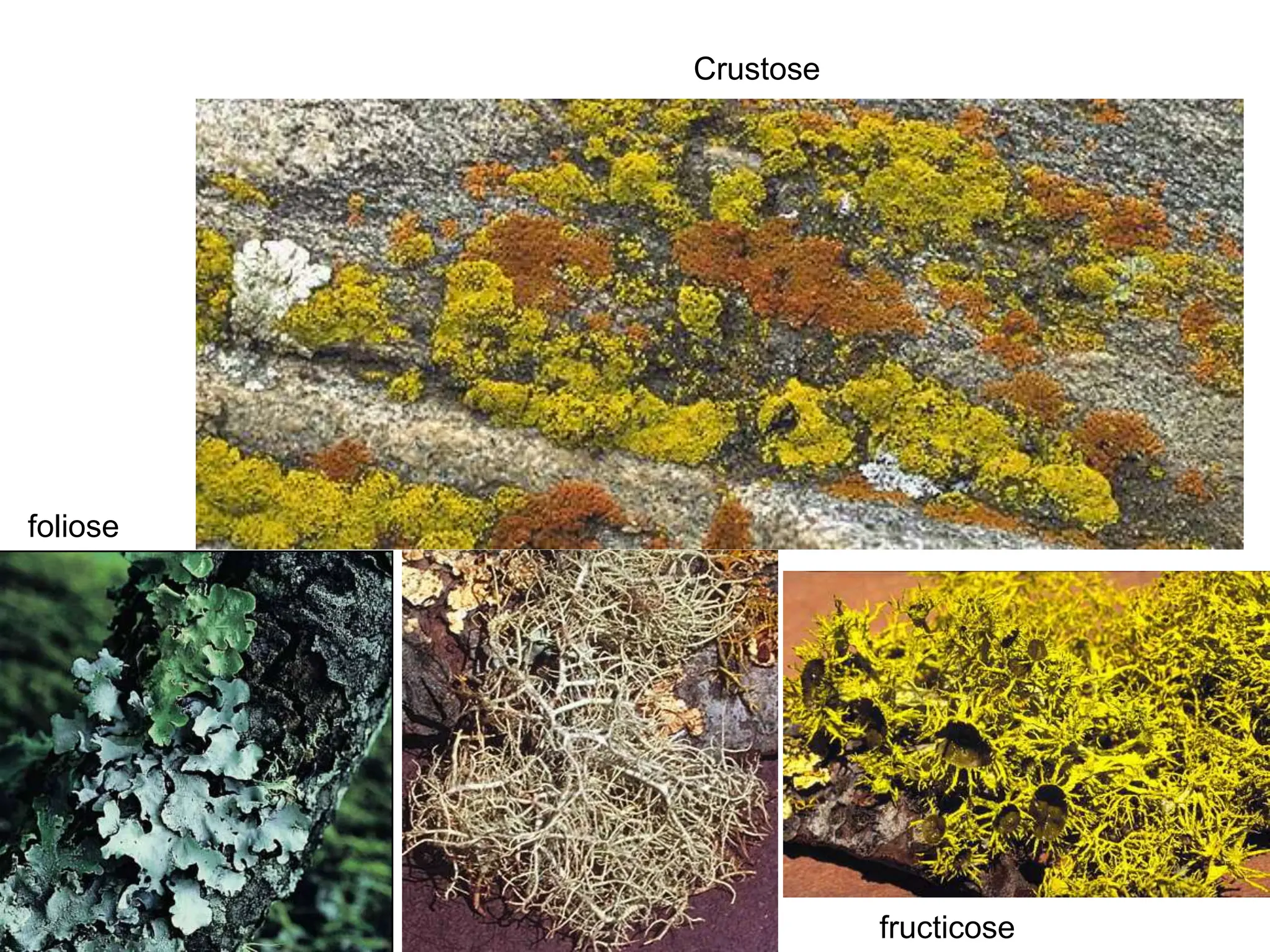 Crustose
foliose
fructicose
 