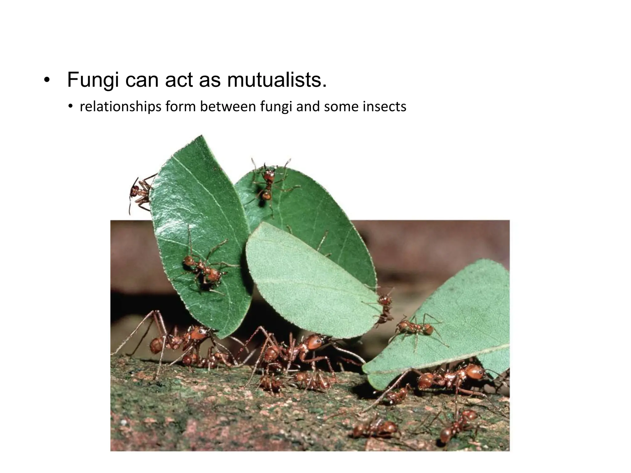 • relationships form between fungi and some insects
• Fungi can act as mutualists.
 