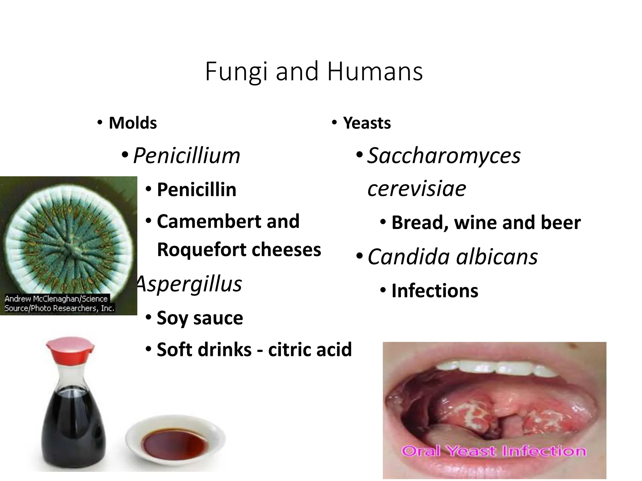 Fungi and Humans
• Molds
•Penicillium
• Penicillin
• Camembert and
Roquefort cheeses
•Aspergillus
• Soy sauce
• Soft drinks - citric acid
• Yeasts
•Saccharomyces
cerevisiae
• Bread, wine and beer
•Candida albicans
• Infections
 