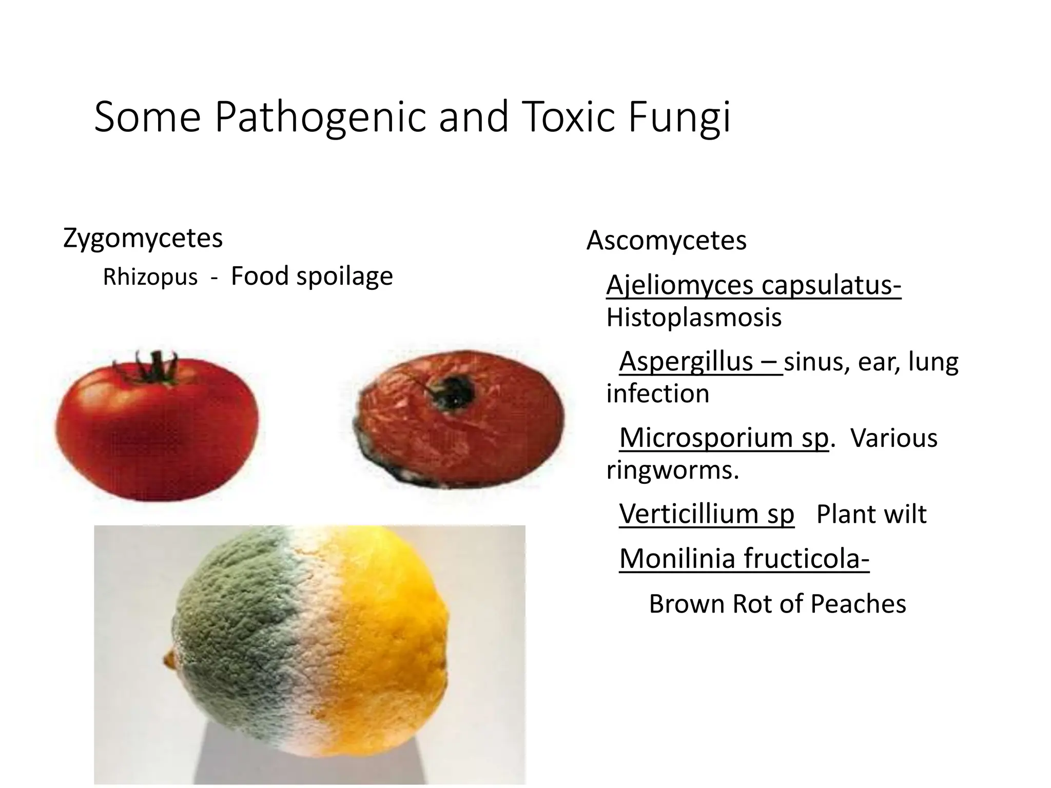 Some Pathogenic and Toxic Fungi
Zygomycetes
Rhizopus - Food spoilage
Ascomycetes
Ajeliomyces capsulatus-
Histoplasmosis
Aspergillus – sinus, ear, lung
infection
Microsporium sp. Various
ringworms.
Verticillium sp Plant wilt
Monilinia fructicola-
Brown Rot of Peaches
 