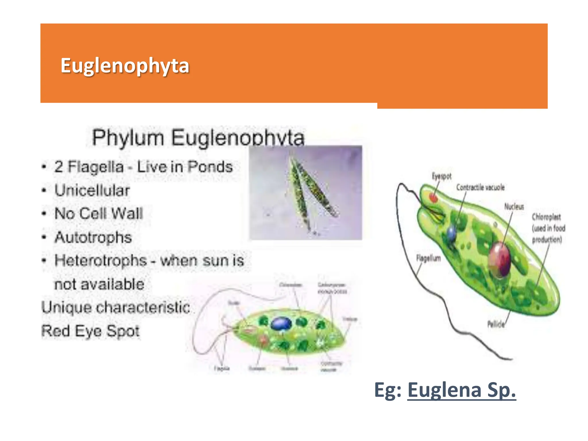 Euglenophyta
Eg: Euglena Sp.
 