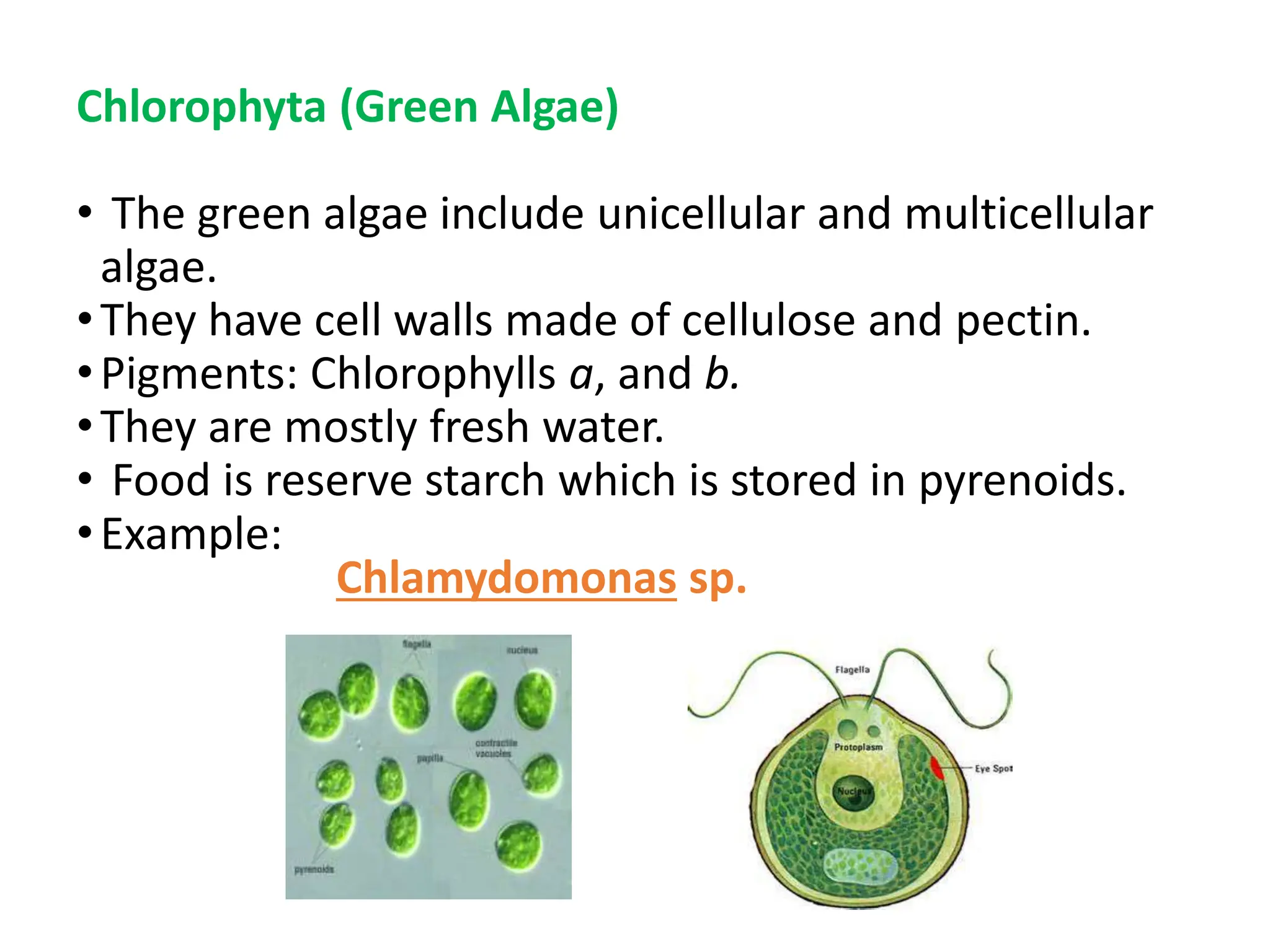 Chlorophyta (Green Algae)
• The green algae include unicellular and multicellular
algae.
•They have cell walls made of cellulose and pectin.
•Pigments: Chlorophylls a, and b.
•They are mostly fresh water.
• Food is reserve starch which is stored in pyrenoids.
•Example:
Chlamydomonas sp.
 