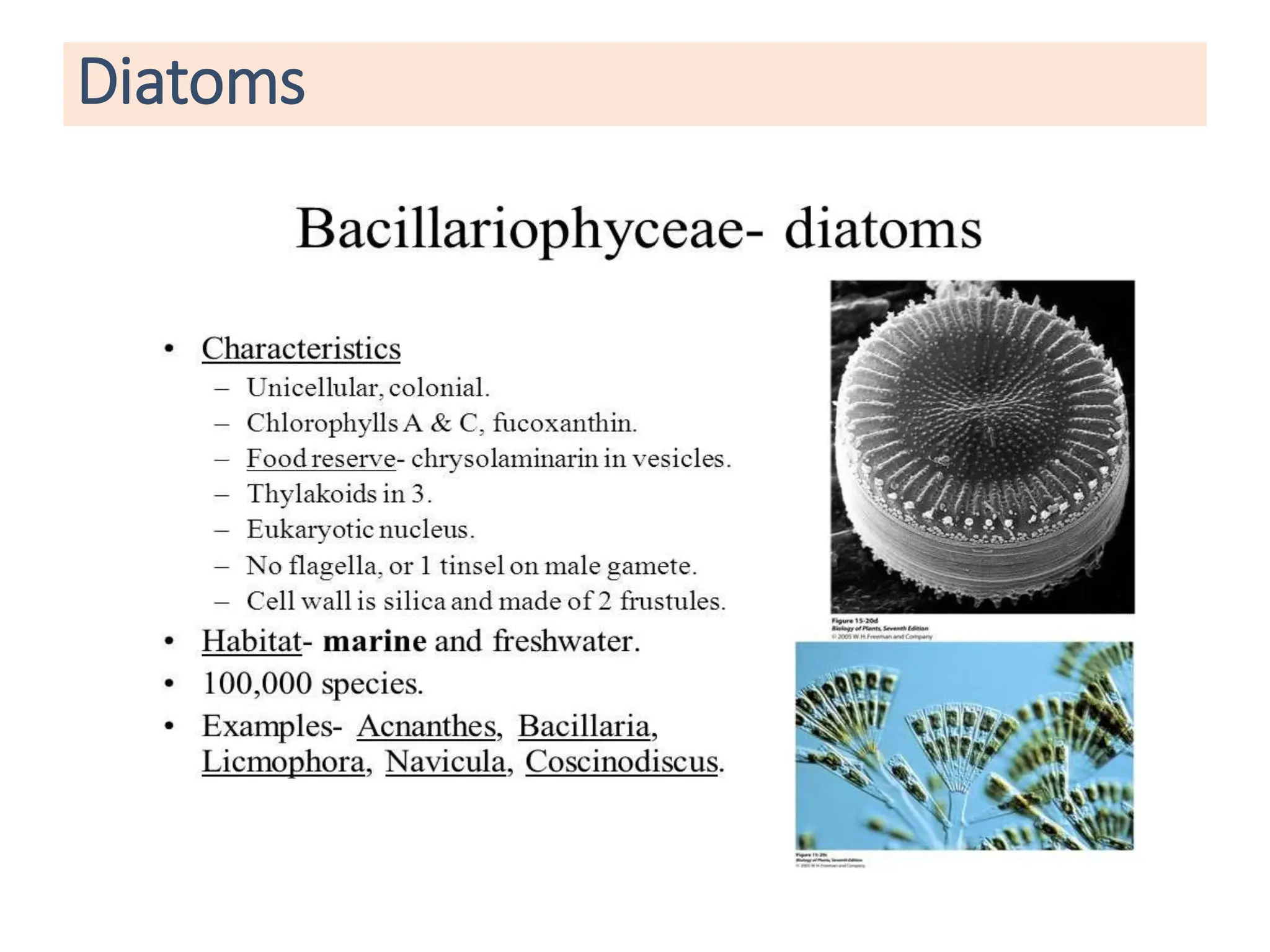 Diatoms
 