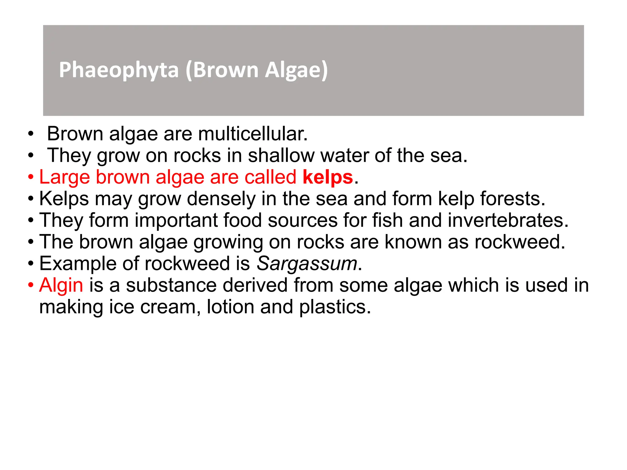 Phaeophyta (Brown Algae)
• Brown algae are multicellular.
• They grow on rocks in shallow water of the sea.
• Large brown algae are called kelps.
• Kelps may grow densely in the sea and form kelp forests.
• They form important food sources for fish and invertebrates.
• The brown algae growing on rocks are known as rockweed.
• Example of rockweed is Sargassum.
• Algin is a substance derived from some algae which is used in
making ice cream, lotion and plastics.
 