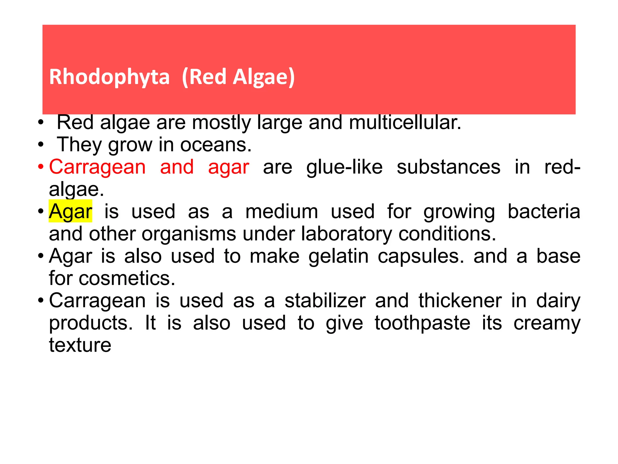 Rhodophyta (Red Algae)
• Red algae are mostly large and multicellular.
• They grow in oceans.
• Carragean and agar are glue-like substances in red-
algae.
• Agar is used as a medium used for growing bacteria
and other organisms under laboratory conditions.
• Agar is also used to make gelatin capsules. and a base
for cosmetics.
• Carragean is used as a stabilizer and thickener in dairy
products. It is also used to give toothpaste its creamy
texture
 