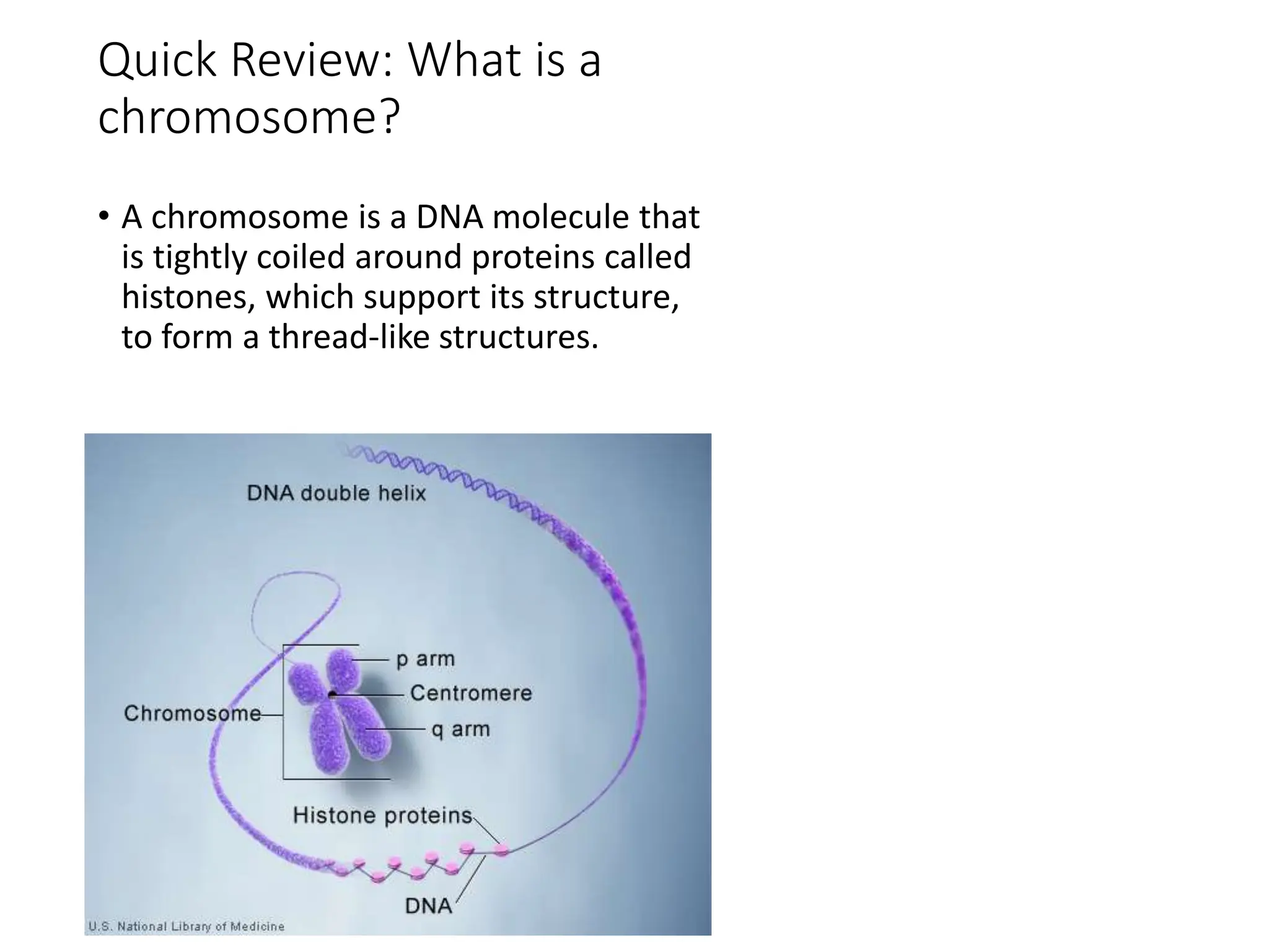 Quick Review: What is a
chromosome?
• A chromosome is a DNA molecule that
is tightly coiled around proteins called
histones, which support its structure,
to form a thread-like structures.
 