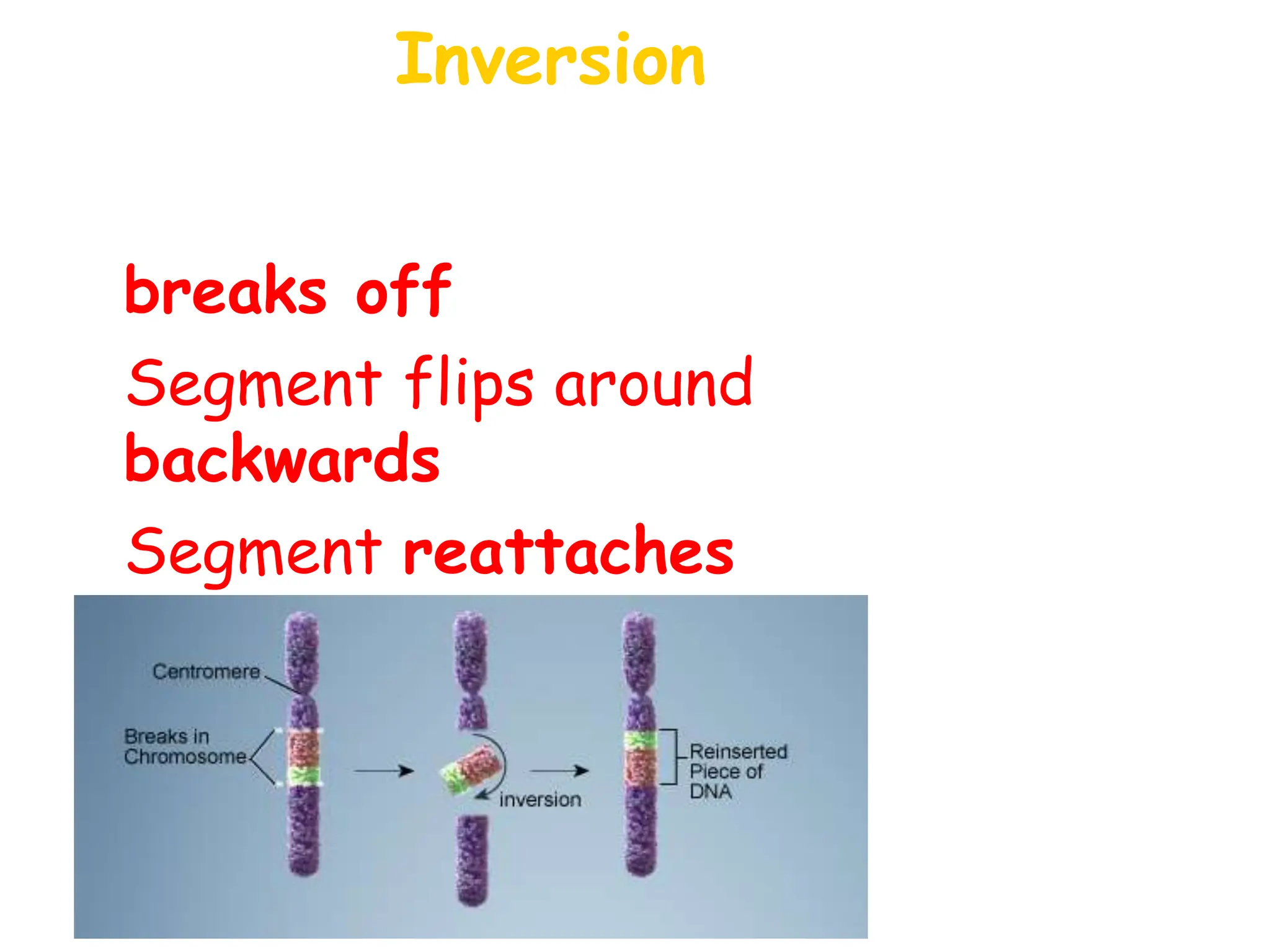 Inversion
• Chromosome segment
breaks off
• Segment flips around
backwards
• Segment reattaches
 
