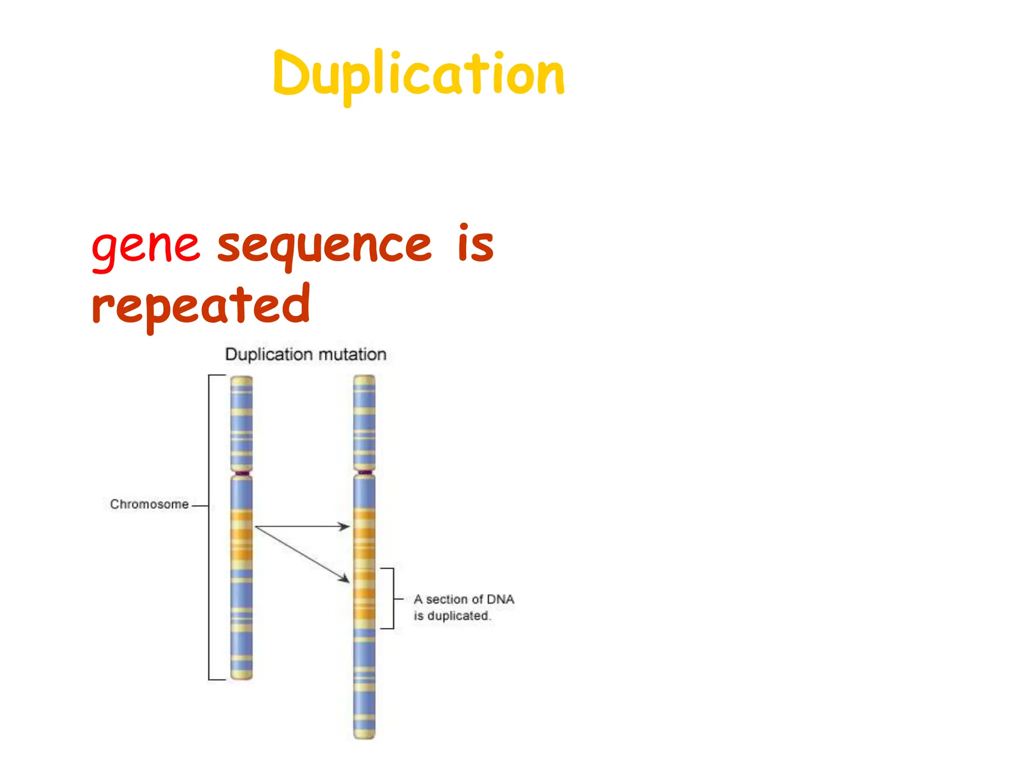 Duplication
• Occurs when a
gene sequence is
repeated
 