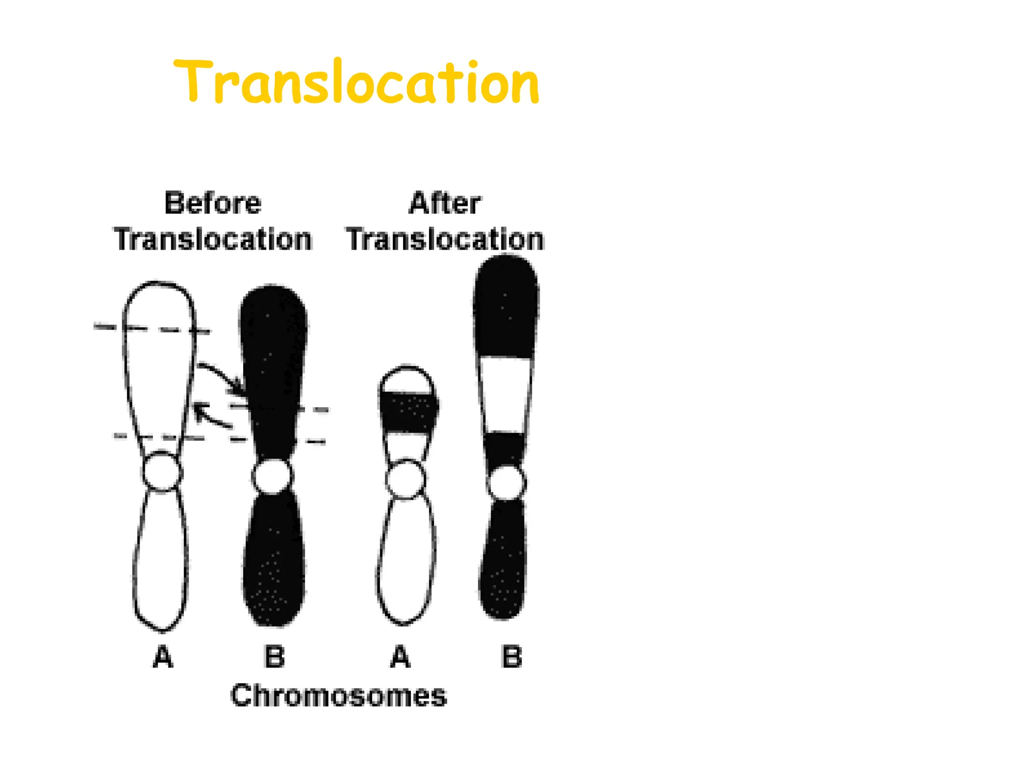 Translocation
 