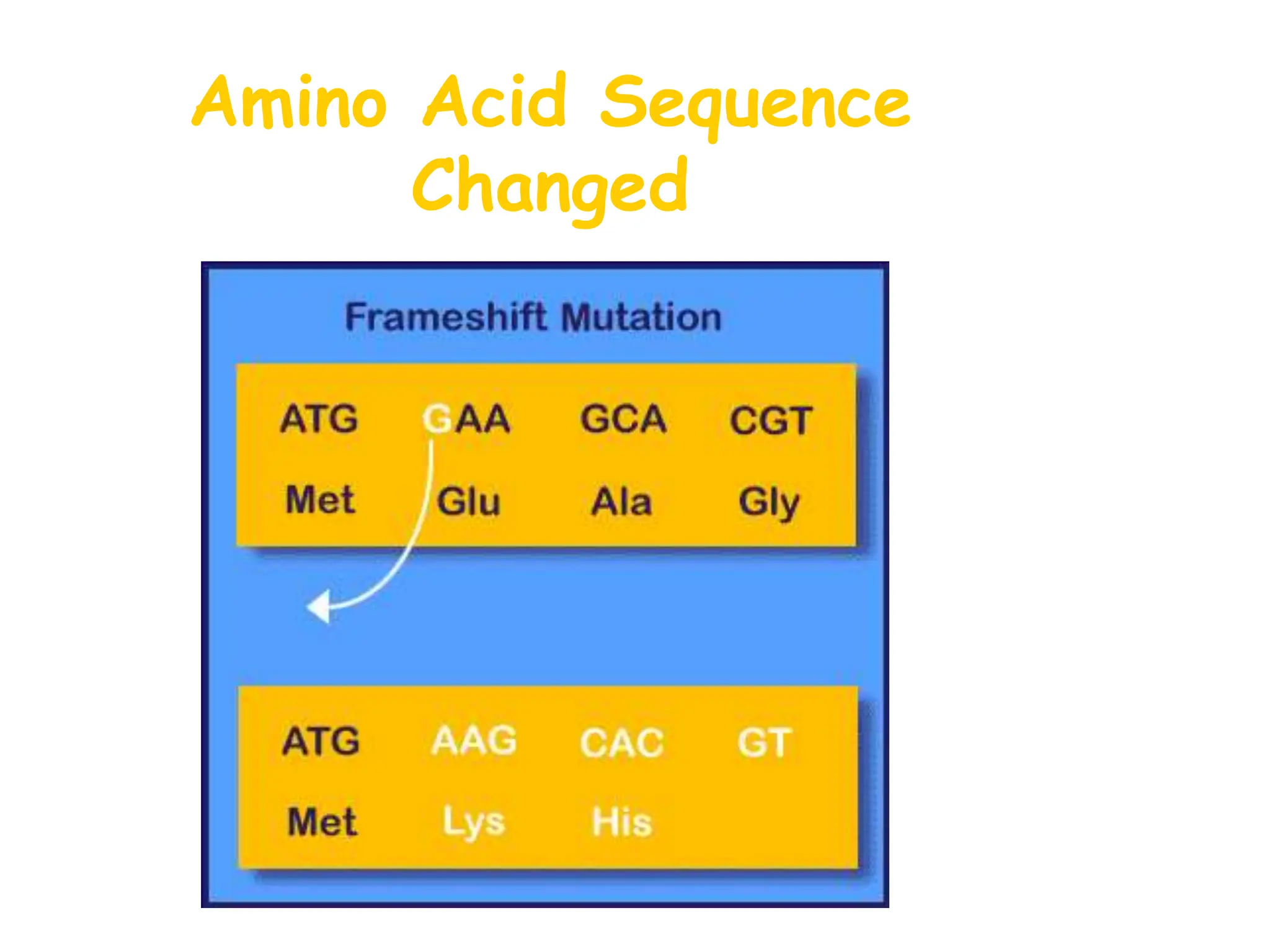 Amino Acid Sequence
Changed
 